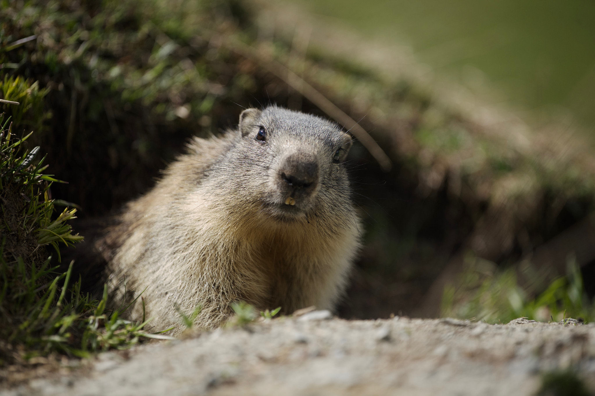 Canon EOS 5D + Canon EF 70-200mm F4L USM sample photo. Marmot ii photography