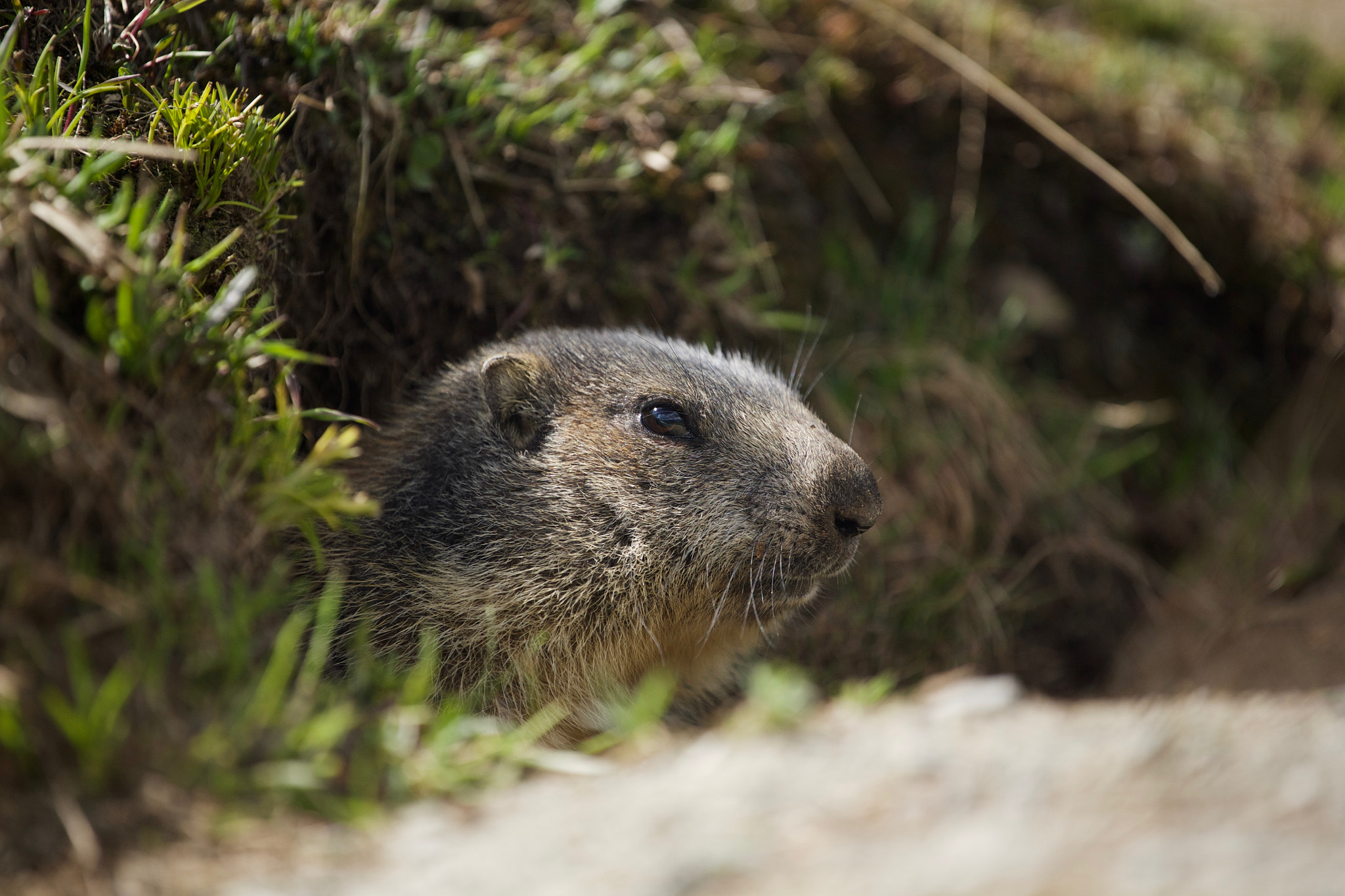 Canon EOS 5D + Canon EF 70-200mm F4L USM sample photo. Marmot i photography