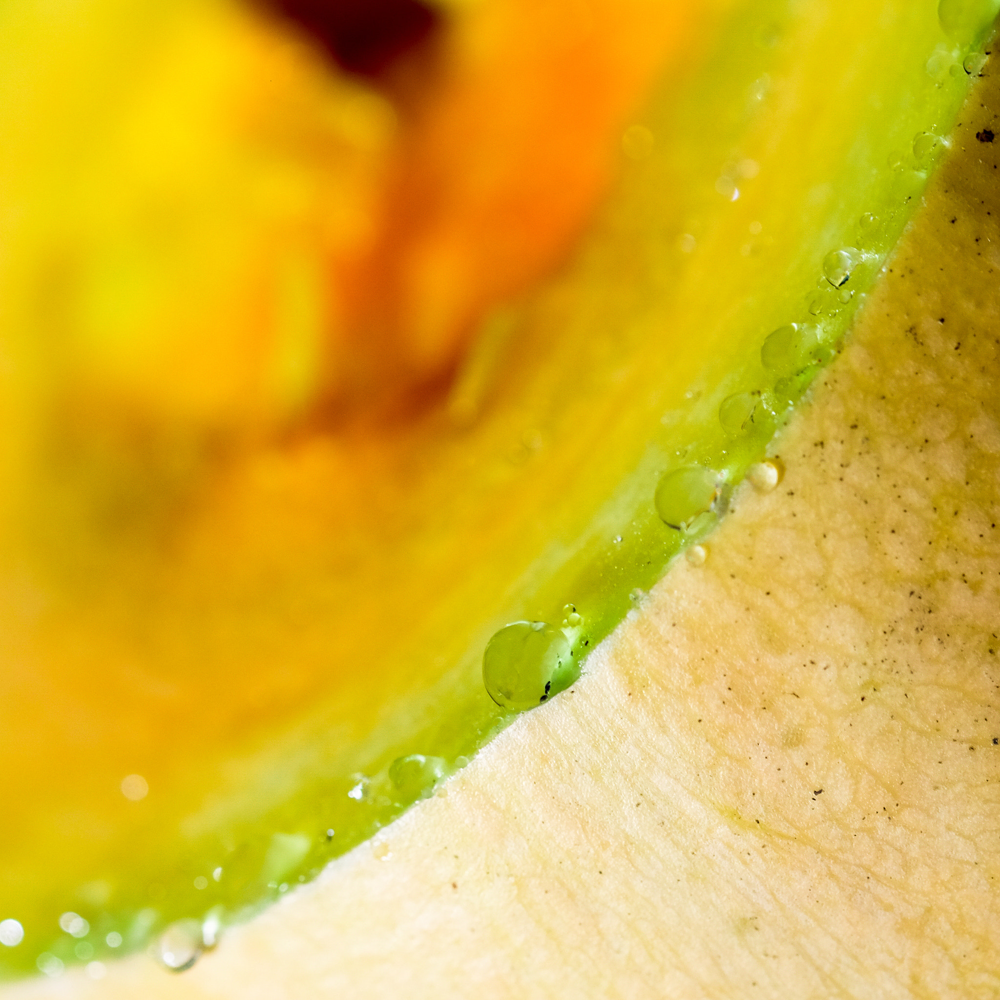 Fujifilm X-T10 + Fujifilm XF 60mm F2.4 R Macro sample photo. Diagonalement courge photography