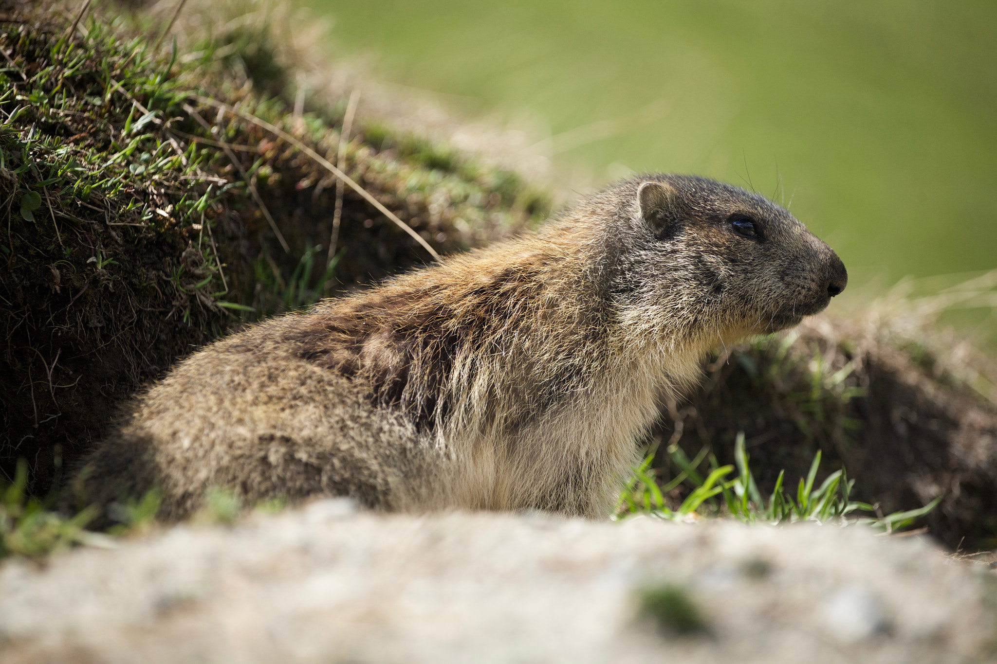 Canon EOS 5D + Canon EF 70-200mm F4L USM sample photo. Marmot iii photography