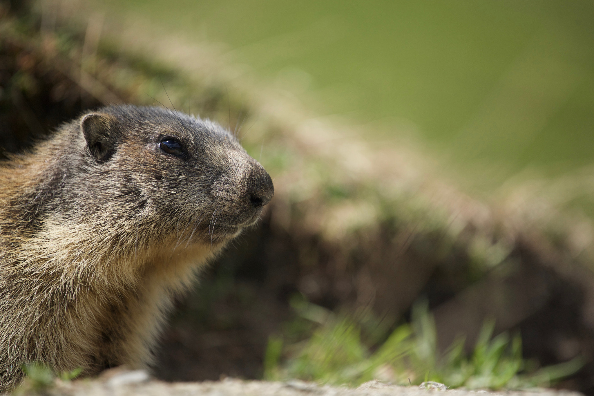 Canon EOS 5D + Canon EF 70-200mm F4L USM sample photo. Marmot iv photography