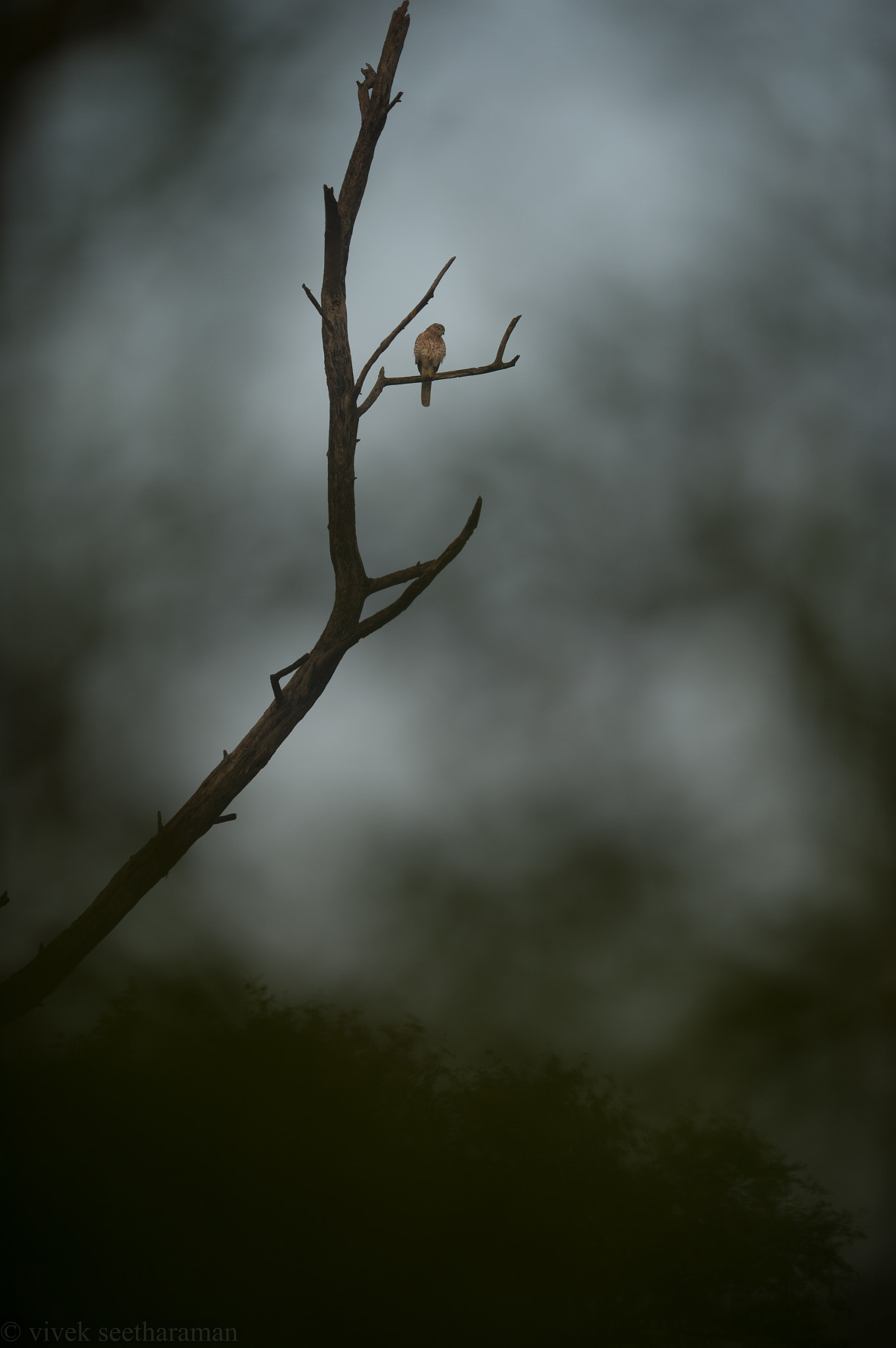 Nikon AF-S Nikkor 200mm F2G ED VR II sample photo. Shikra scape photography