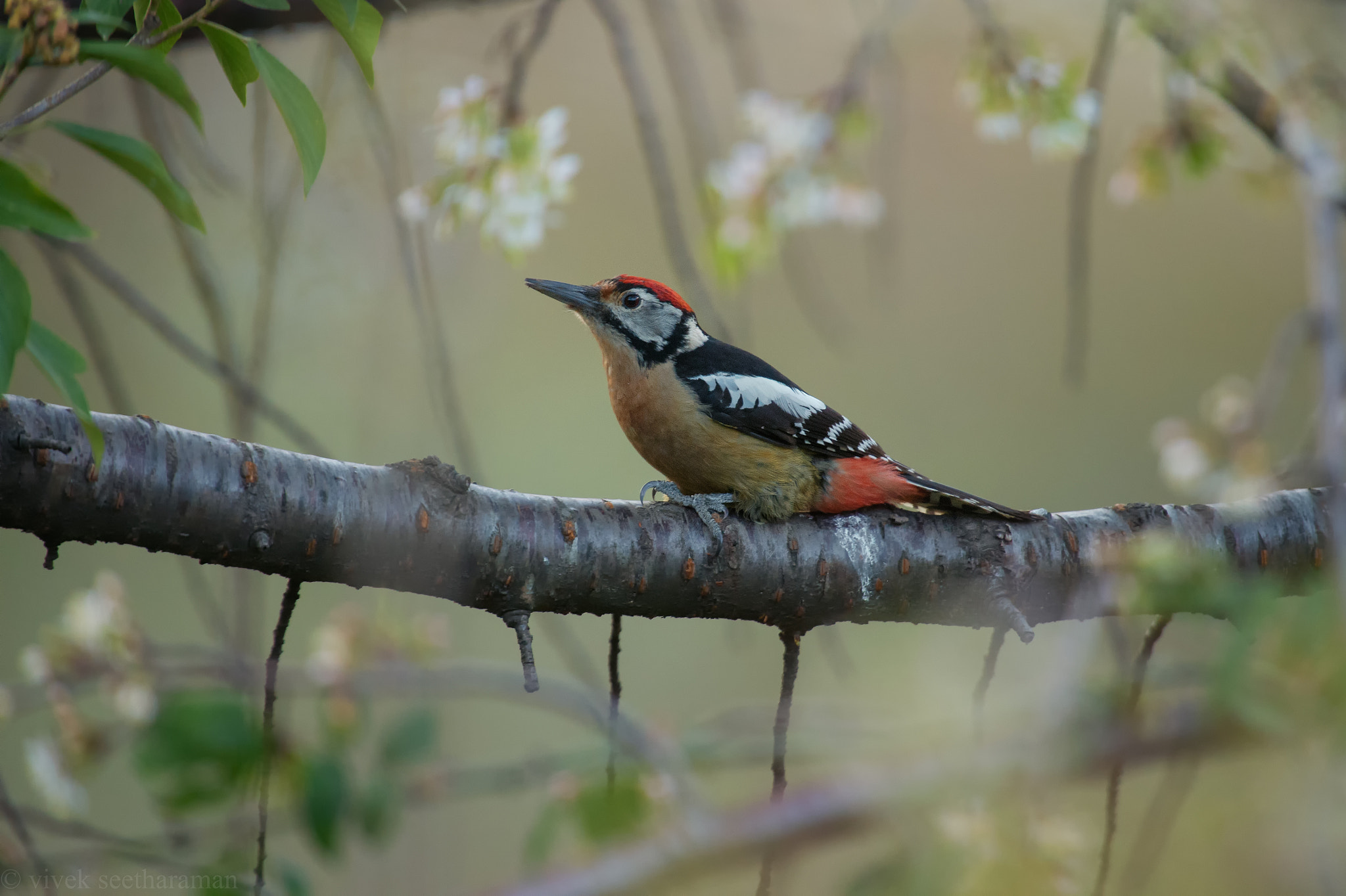 Nikon D4 sample photo. Himalayan woodpecker photography