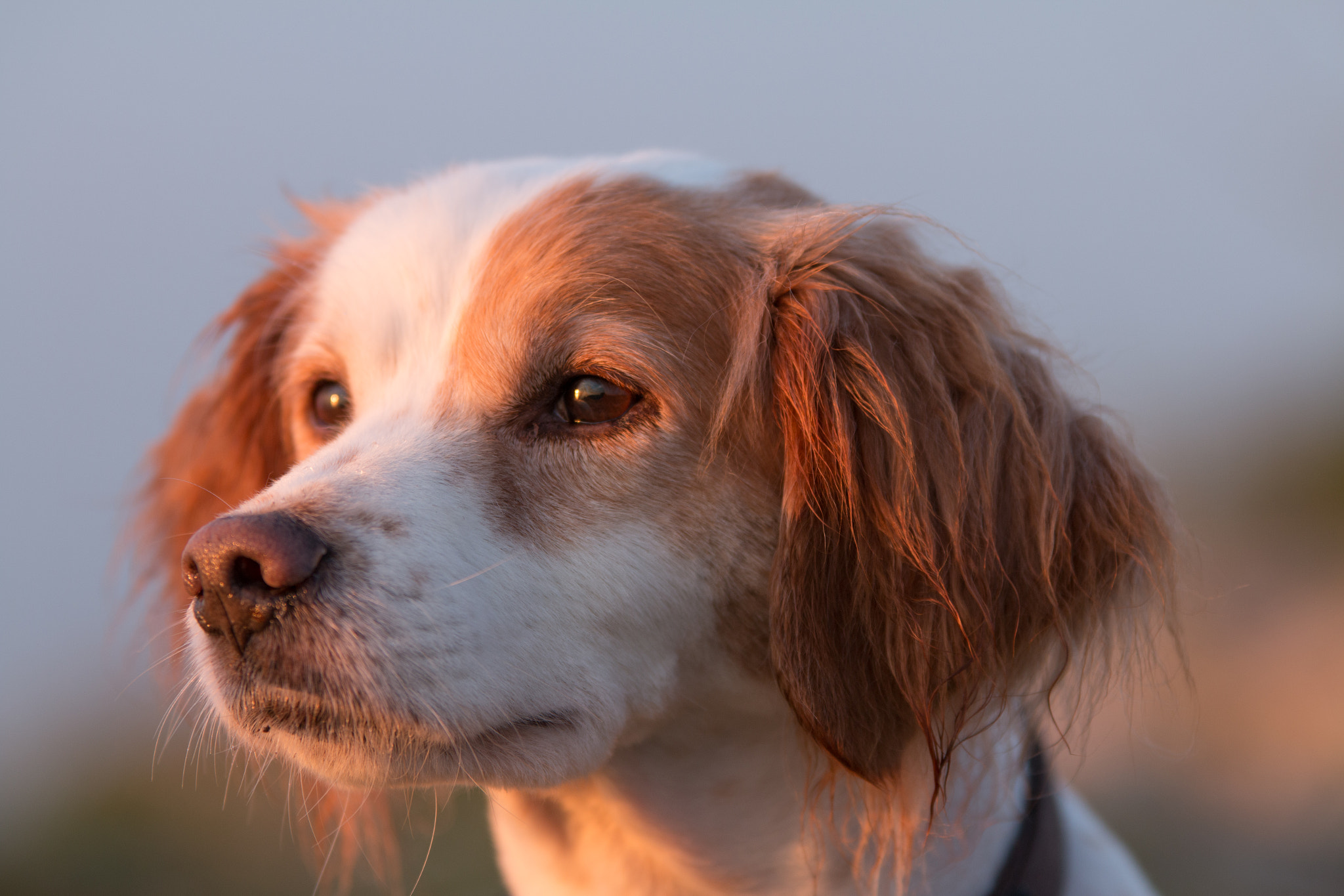 Sigma 70-200mm F2.8 EX DG OS HSM sample photo. Focused photography