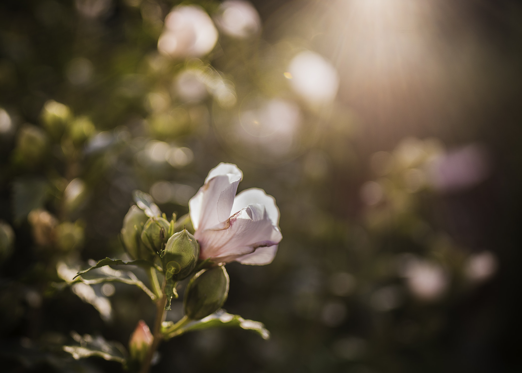 Nikon D750 + Tamron SP 35mm F1.8 Di VC USD sample photo. 24.jpg photography