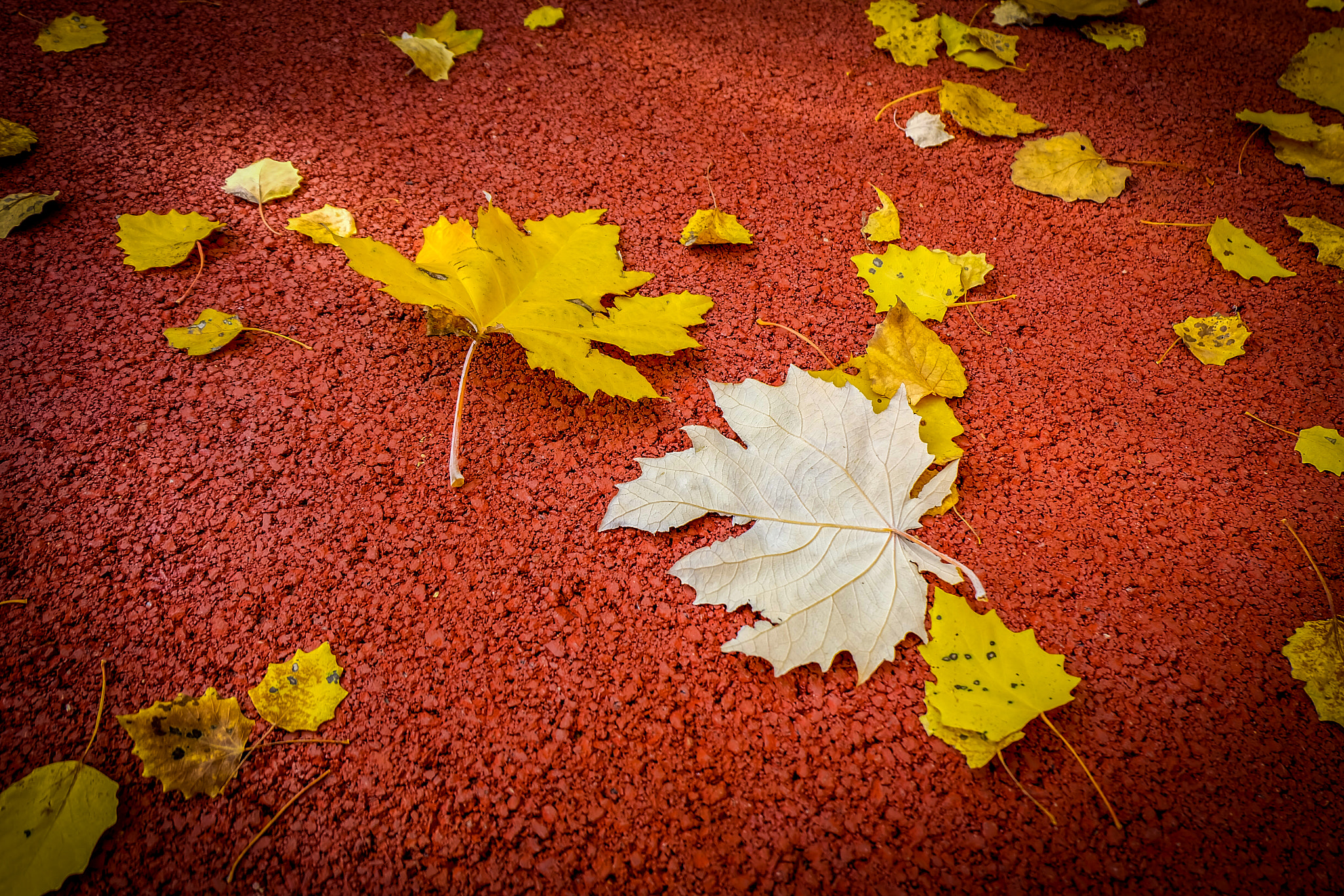 Fujifilm X-A1 sample photo. Leaves photography