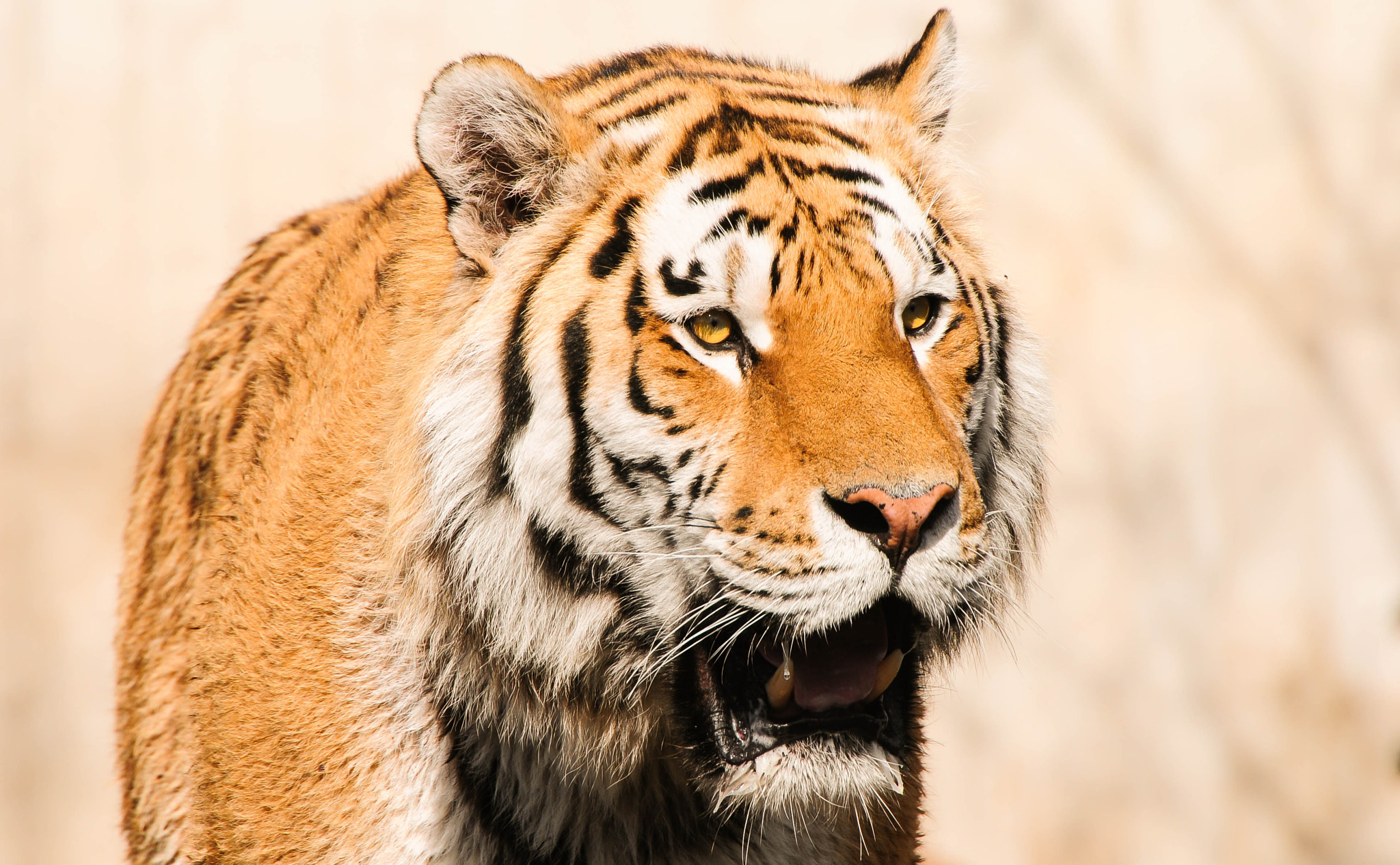 Nikon AF-S Nikkor 70-200mm F2.8G ED VR II sample photo. Tiger - copenhagen zoo photography