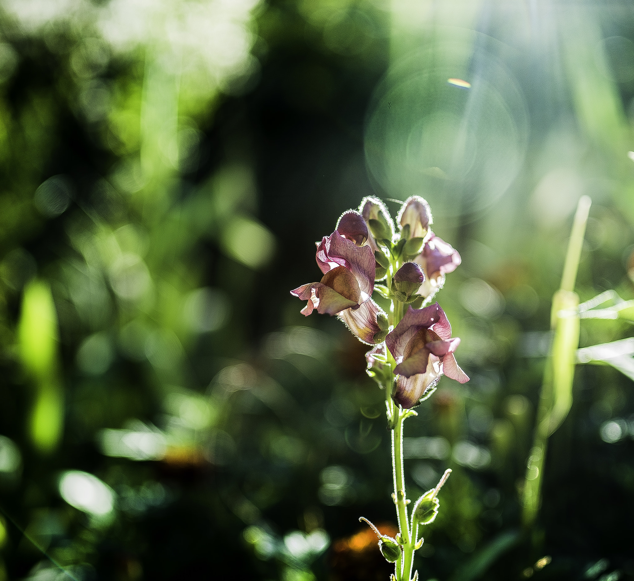 Nikon D750 + Tamron SP 35mm F1.8 Di VC USD sample photo. 20.jpg photography
