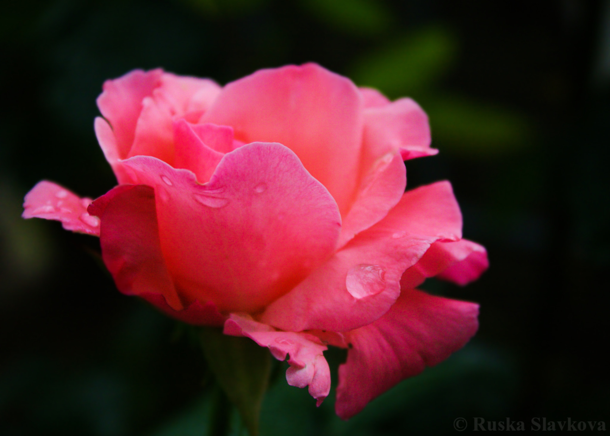 Canon EOS 40D sample photo. Beauty. photography