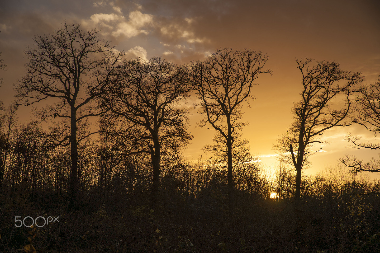 Sony Alpha DSLR-A900 sample photo. Sunset in the forest photography
