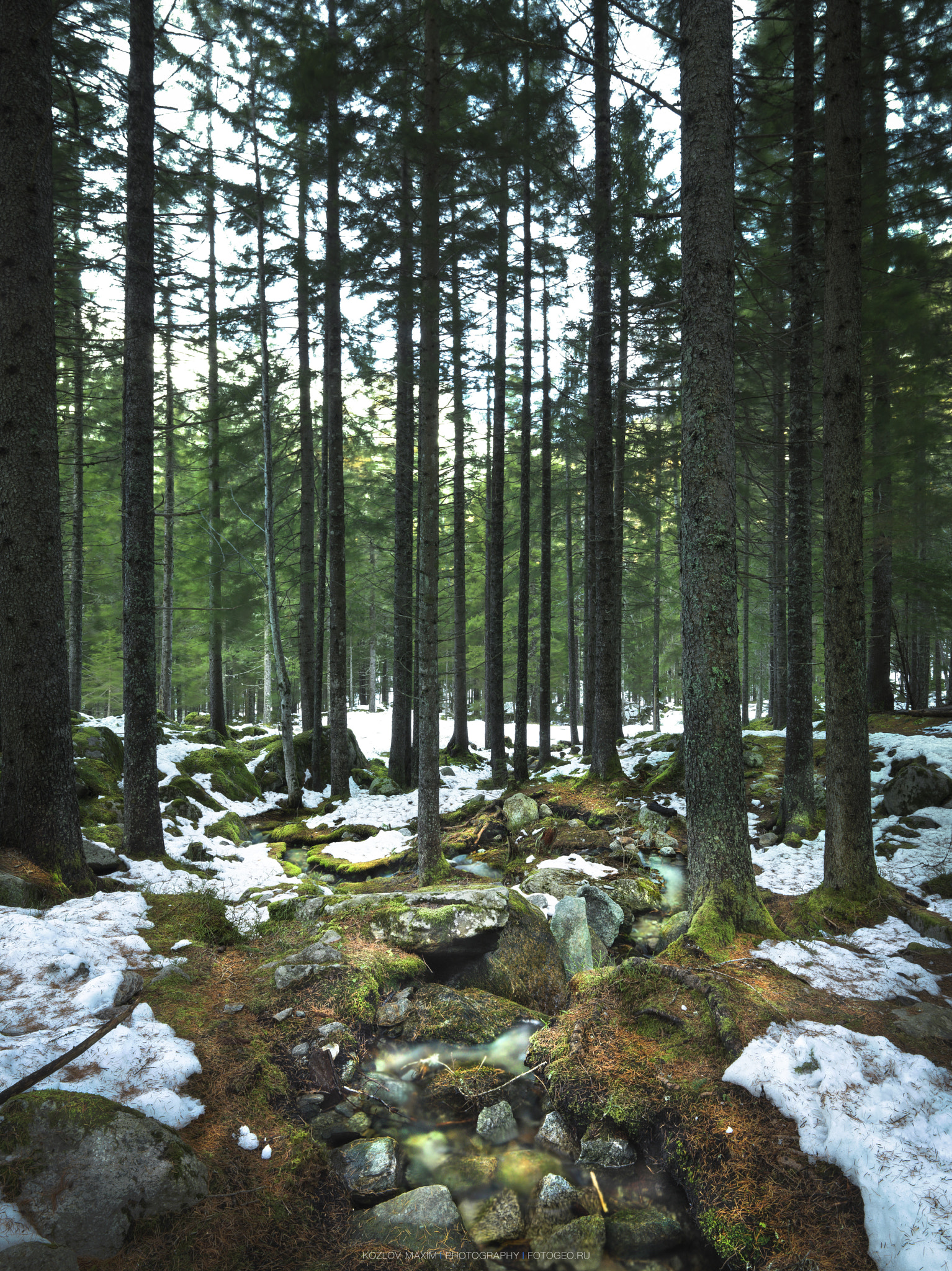 HCD 28 sample photo. Forest. chamonix. france. photography