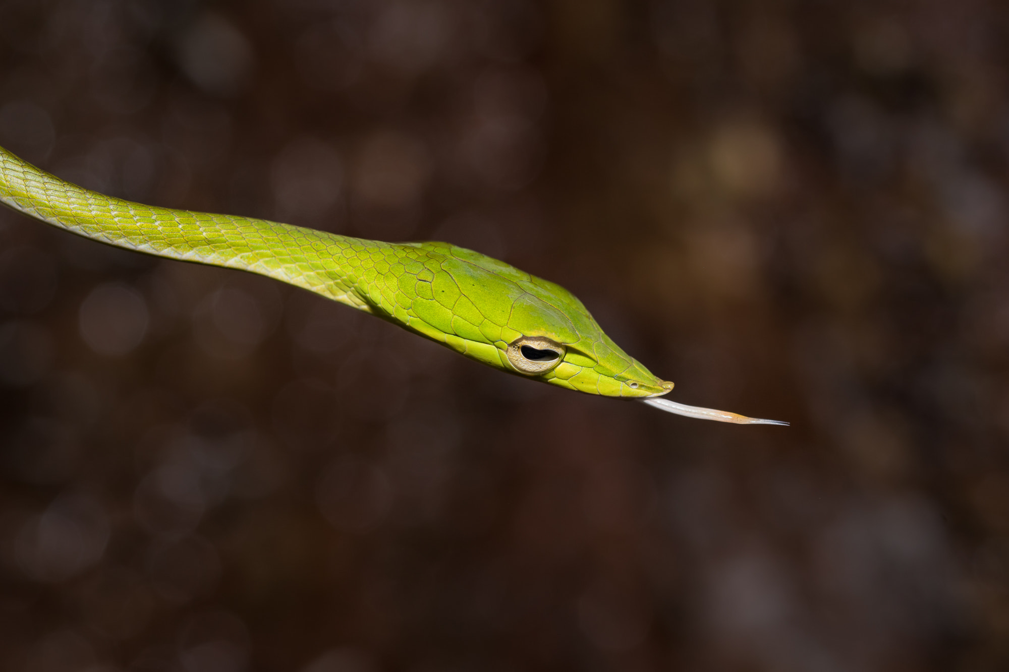 Nikon D500 sample photo. Green vine snake photography