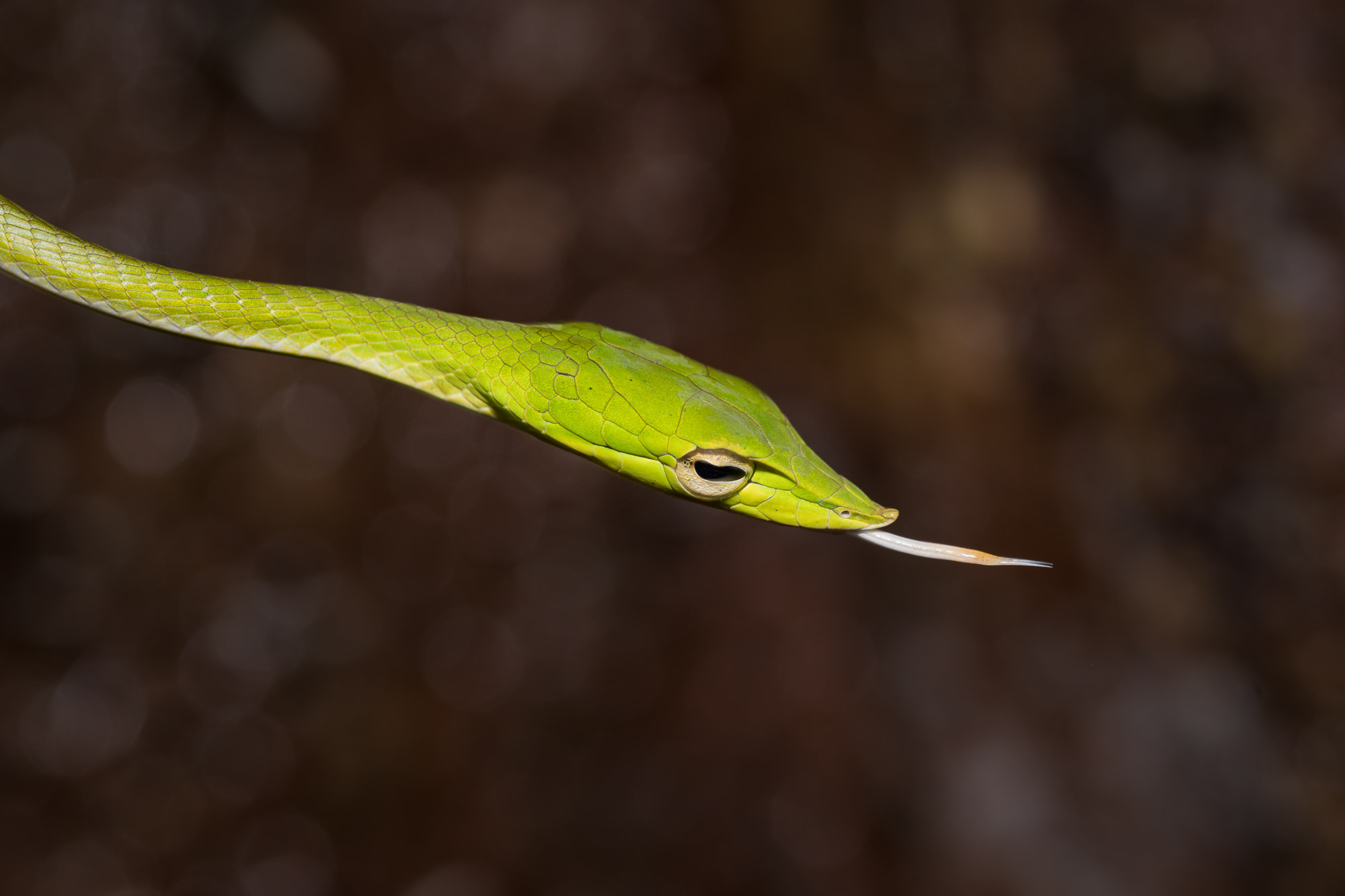 Sigma 105mm F2.8 EX DG OS HSM sample photo. Green vine snake photography