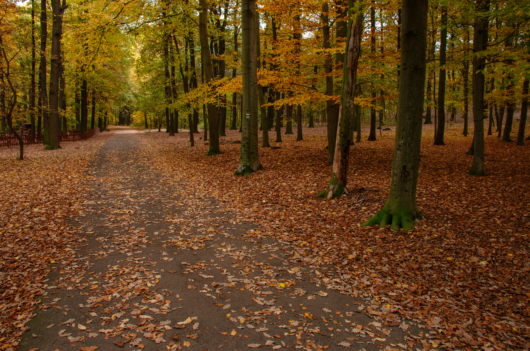 Nikon D5000 sample photo. Autumnal pathway in Čimický háj ii. photography