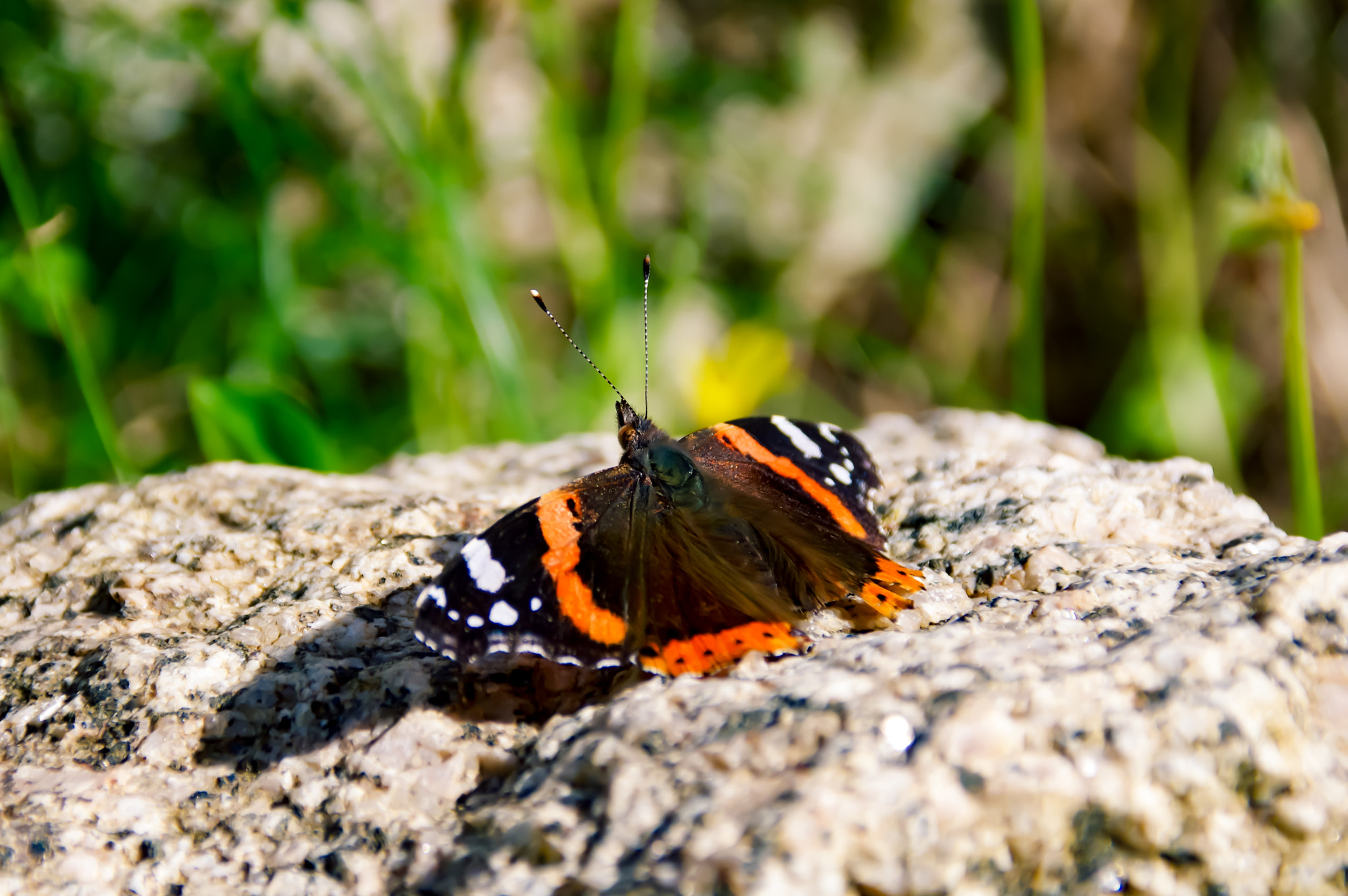 Sigma 18-300mm F3.5-6.3 DC Macro HSM sample photo. Butterfly photography