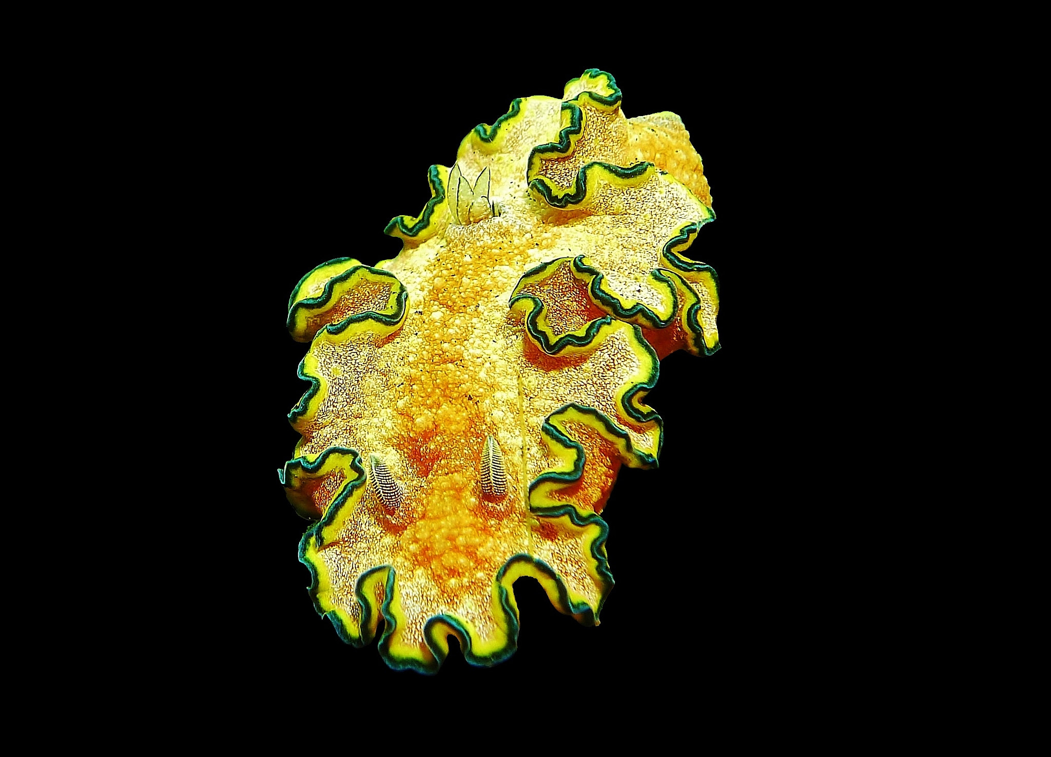 Leica D-LUX 5 sample photo. Glossodoris cincta photography