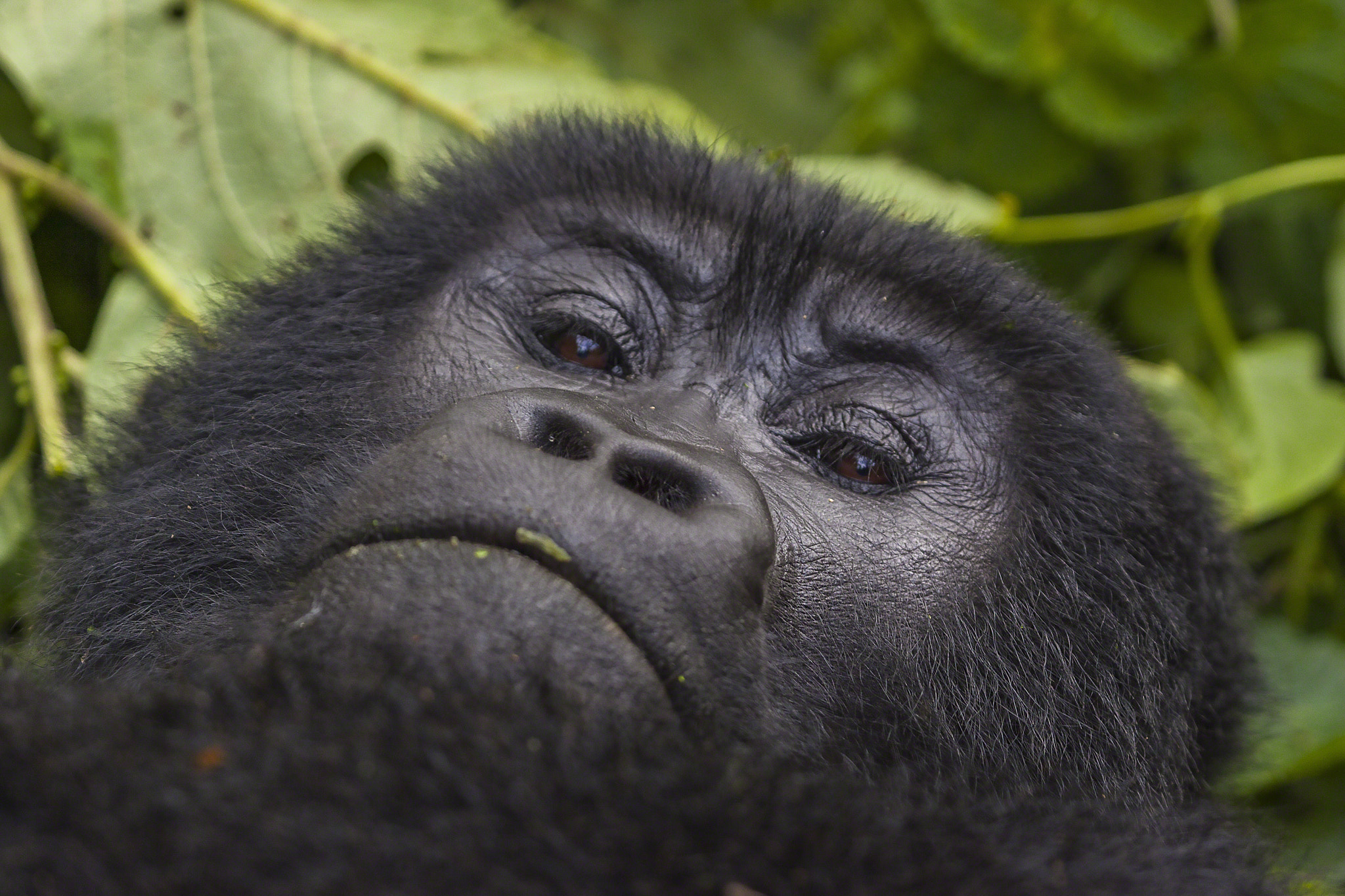 Canon EOS-1D Mark II + Canon EF 100-400mm F4.5-5.6L IS USM sample photo. Female gorilla portrait photography