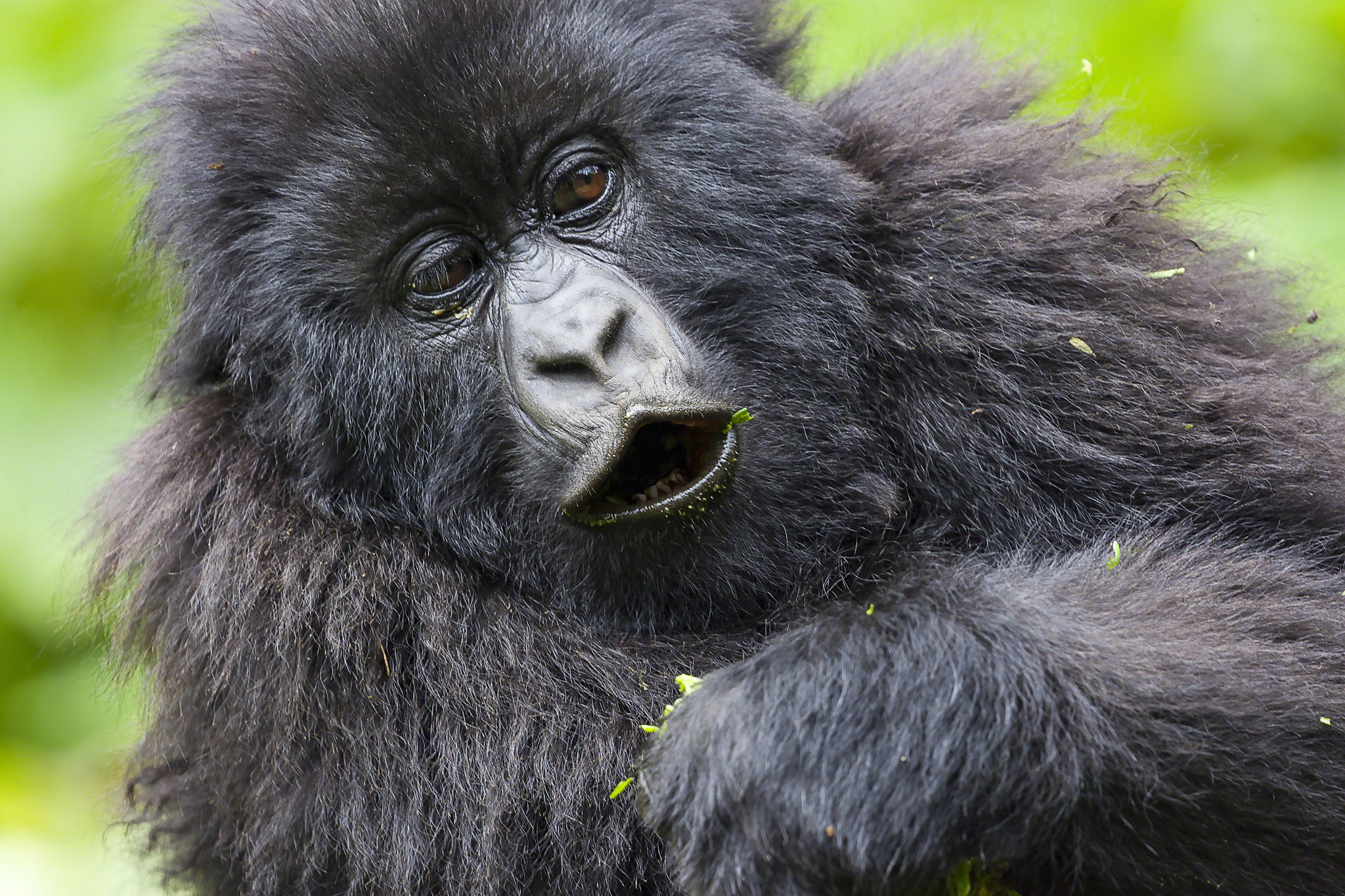 Canon EOS-1D Mark II sample photo. Junior silverback portrait photography