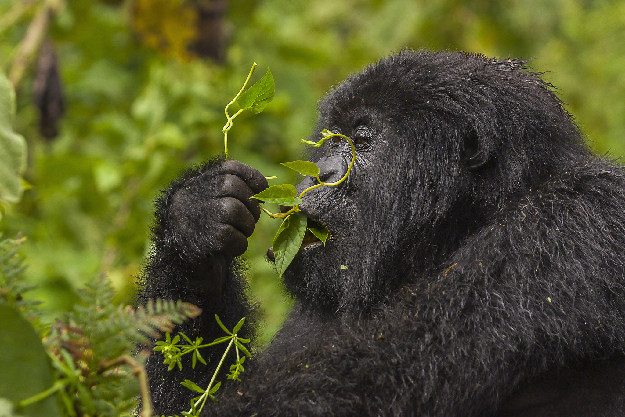 Canon EOS-1D Mark II sample photo. Female gorilla portrait photography