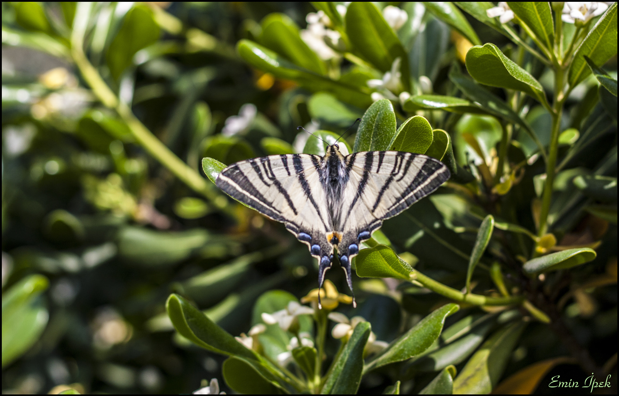 Canon EOS 40D + Canon EF 50mm F1.8 STM sample photo. Butterfly photography