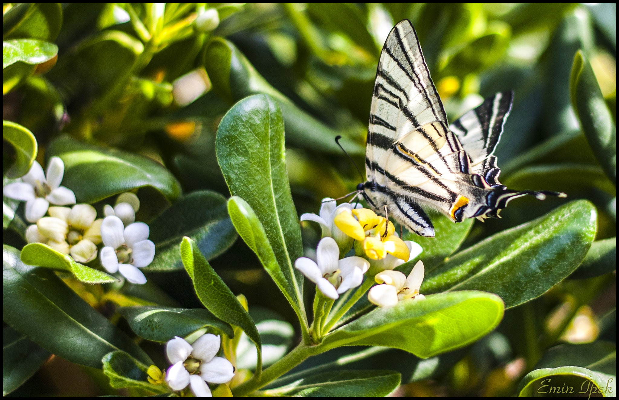 Canon EOS 40D + Canon EF 50mm F1.8 STM sample photo. Butterfly photography