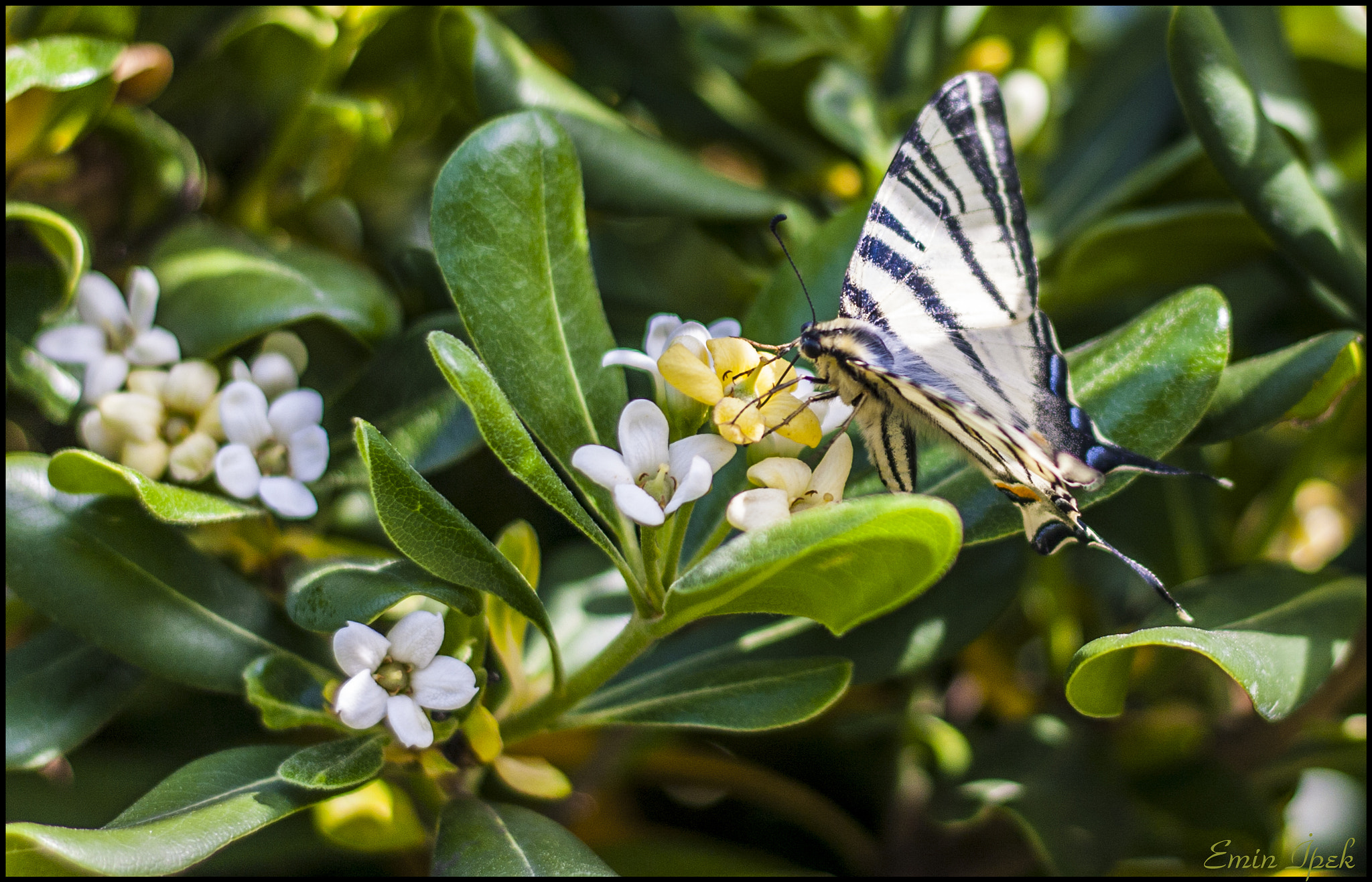 Canon EOS 40D + Canon EF 50mm F1.8 STM sample photo. Butterfly photography