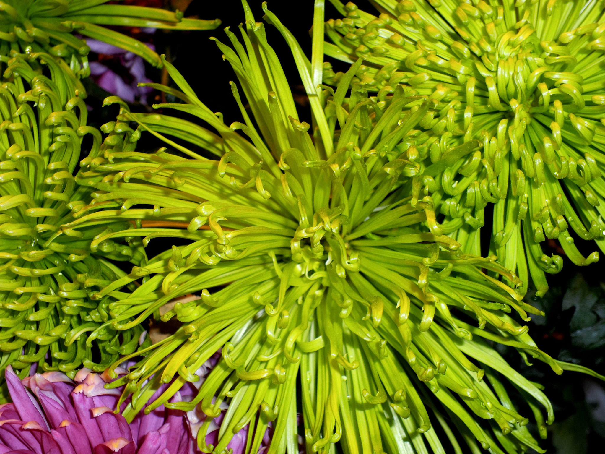 Benq G1 sample photo. Chryzantemy photography