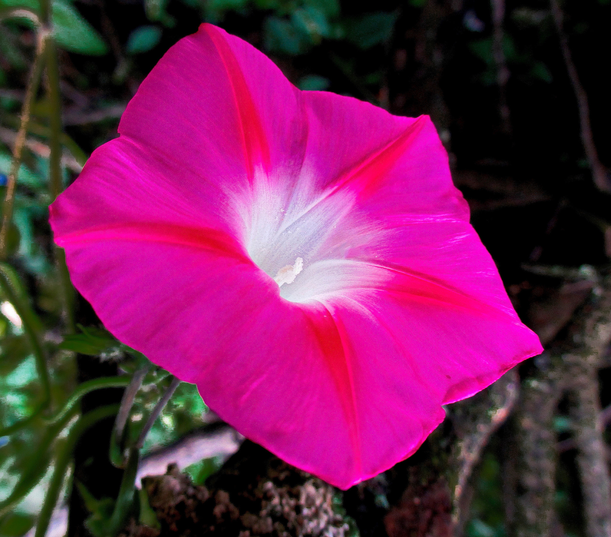 Canon PowerShot ELPH 310 HS (IXUS 230 HS / IXY 600F) sample photo. Morning glory. photography