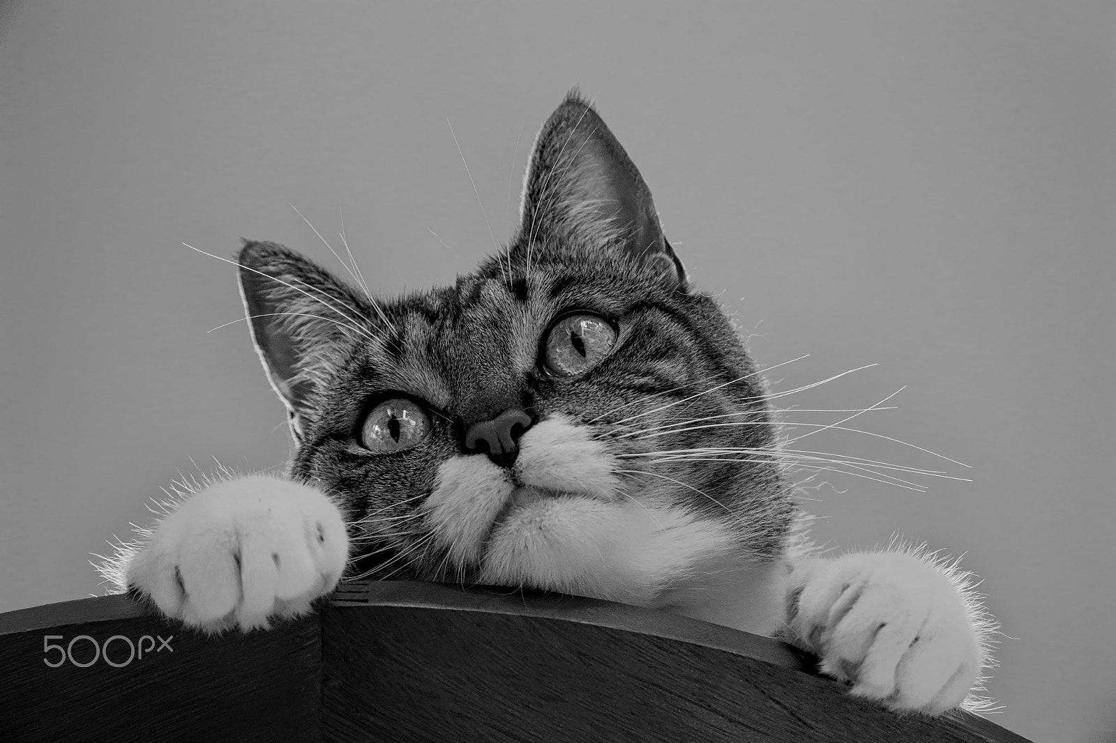Canon EF 28-105mm f/3.5-4.5 USM sample photo. Cat leo photography