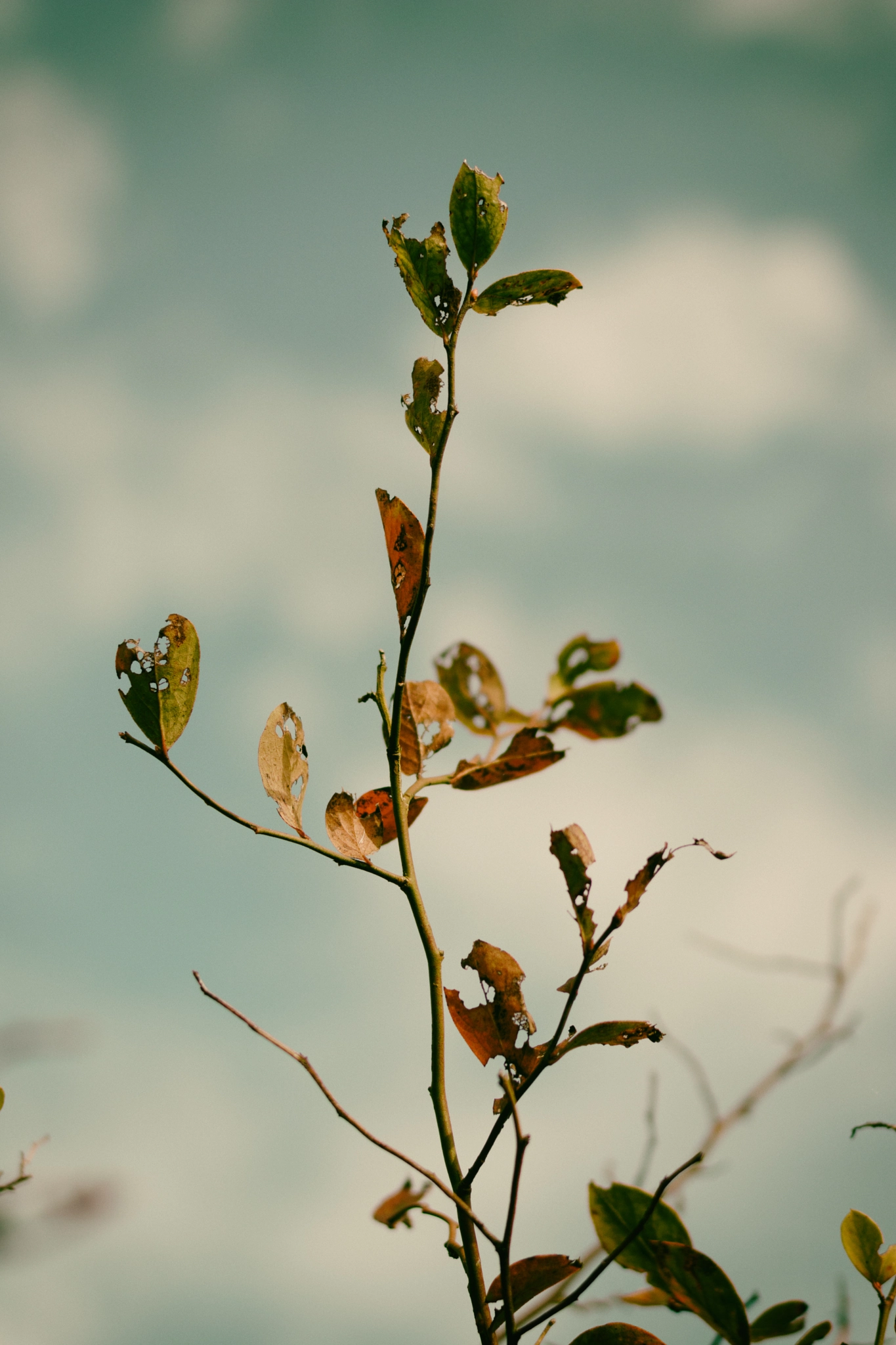 ZEISS Planar T* 50mm F1.4 sample photo. To the end photography