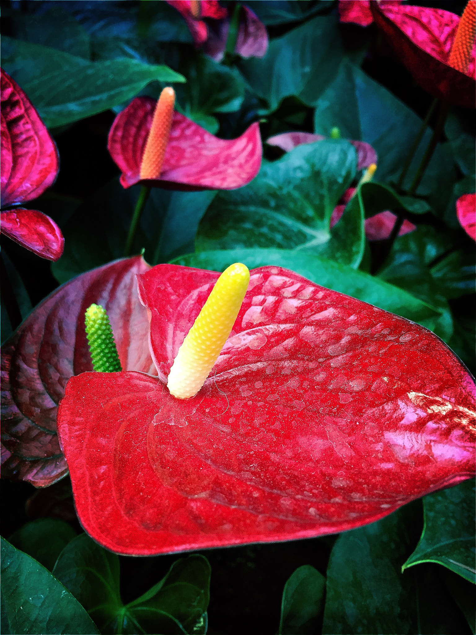 Hipstamatic 322 sample photo. Anthurium photography