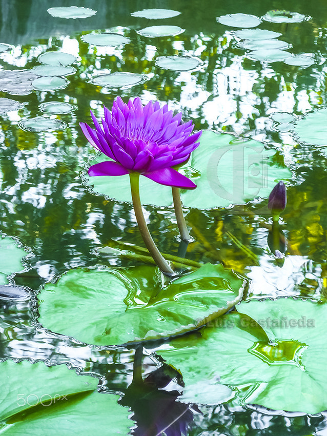 Panasonic Lumix DMC-ZS7 (Lumix DMC-TZ10) sample photo. Water lily photography