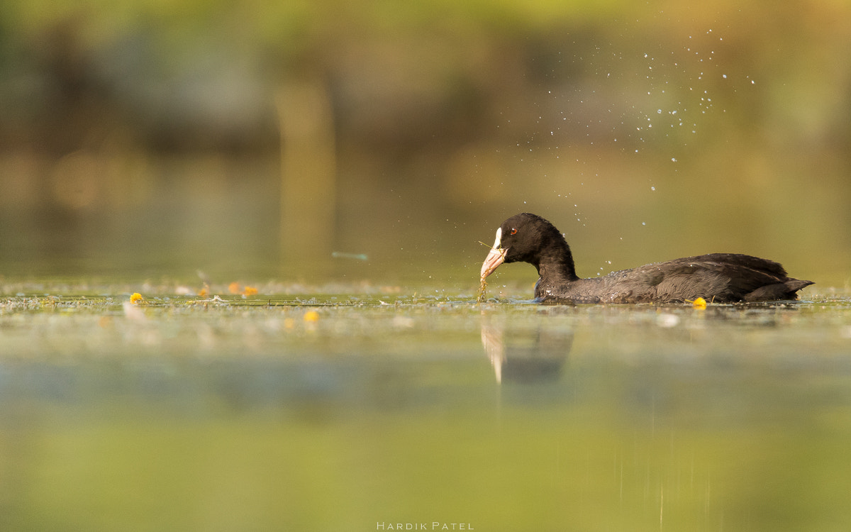 Nikon D5 sample photo. Eurasian coot photography