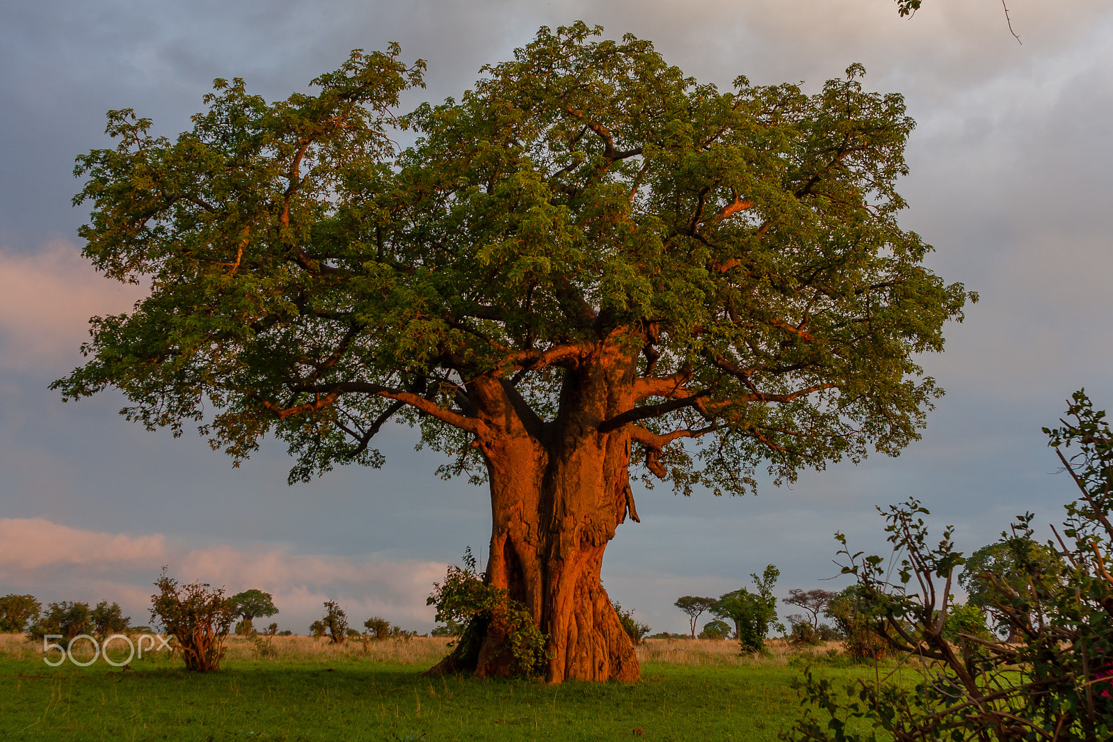 Canon EOS 40D + Canon EF 24mm F2.8 sample photo. Baobab tree in tarangire np, tanzania photography