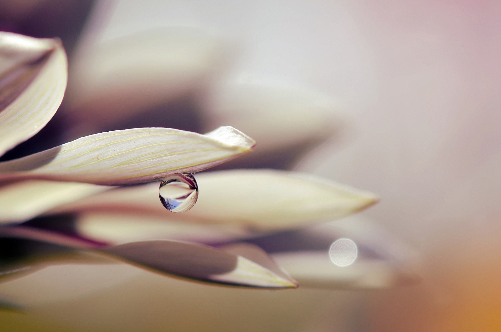 Nikon AF-S Micro-Nikkor 105mm F2.8G IF-ED VR sample photo. Kropla photography