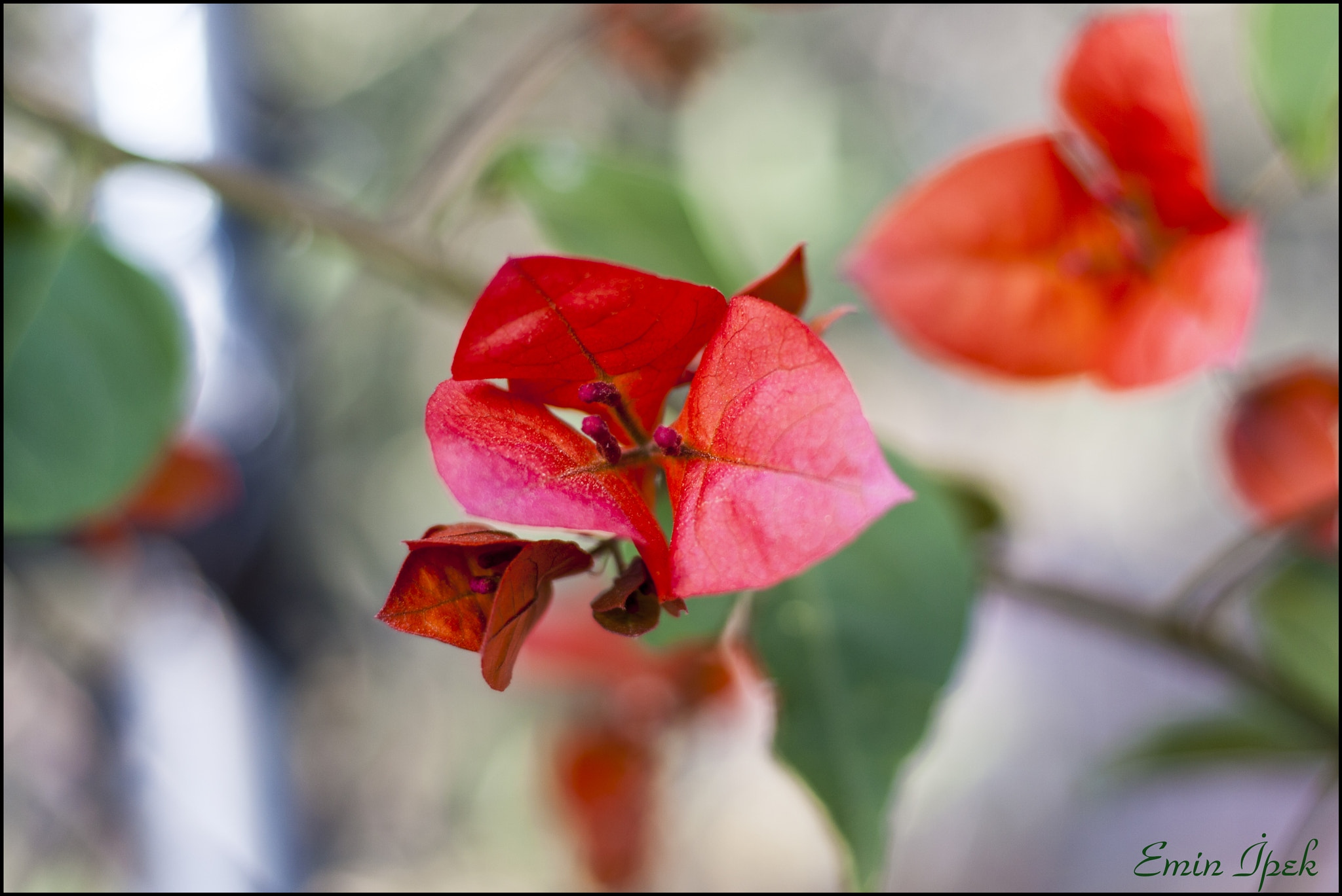 Canon EOS 40D + Canon EF 50mm F1.8 STM sample photo. Bougainvillea photography