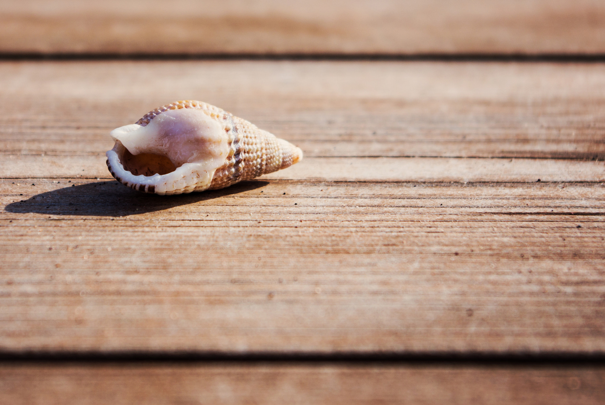Pentax smc DA 18-55mm F3.5-5.6 AL WR sample photo. Seashell photography
