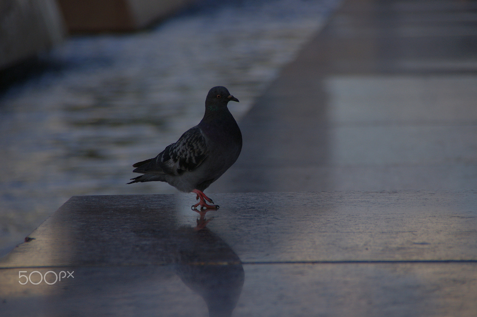 Pentax K-x + Tamron AF 18-250mm F3.5-6.3 Di II LD Aspherical (IF) Macro sample photo. Dove photography