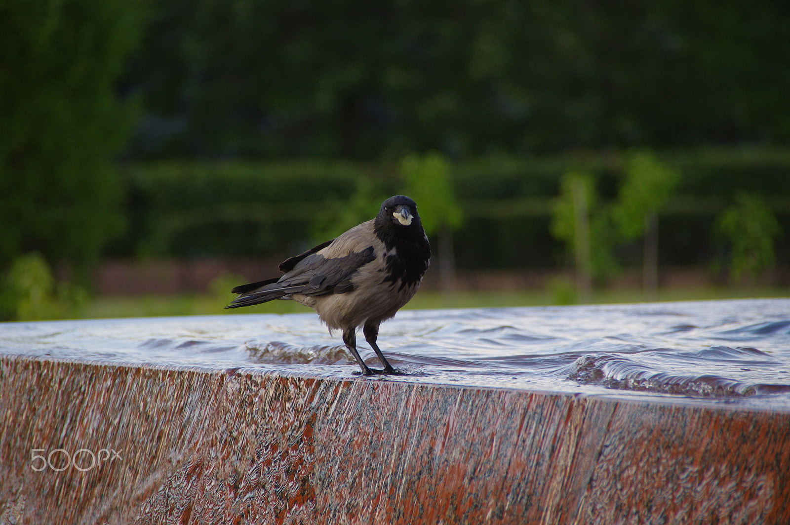 Pentax K-x sample photo. Crowe photography