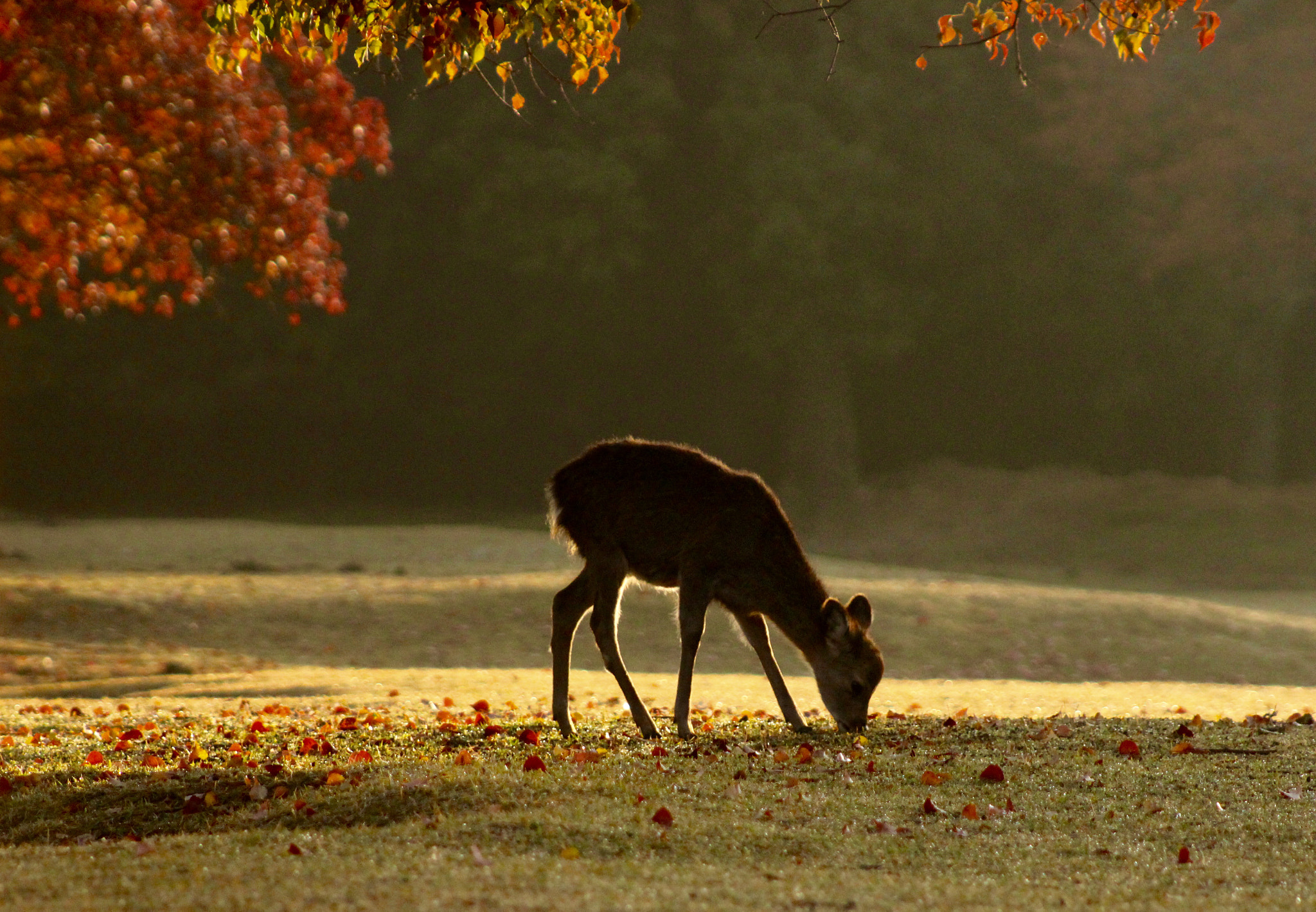 Canon EF 75-300mm f/4-5.6 USM sample photo. Shape of peace photography
