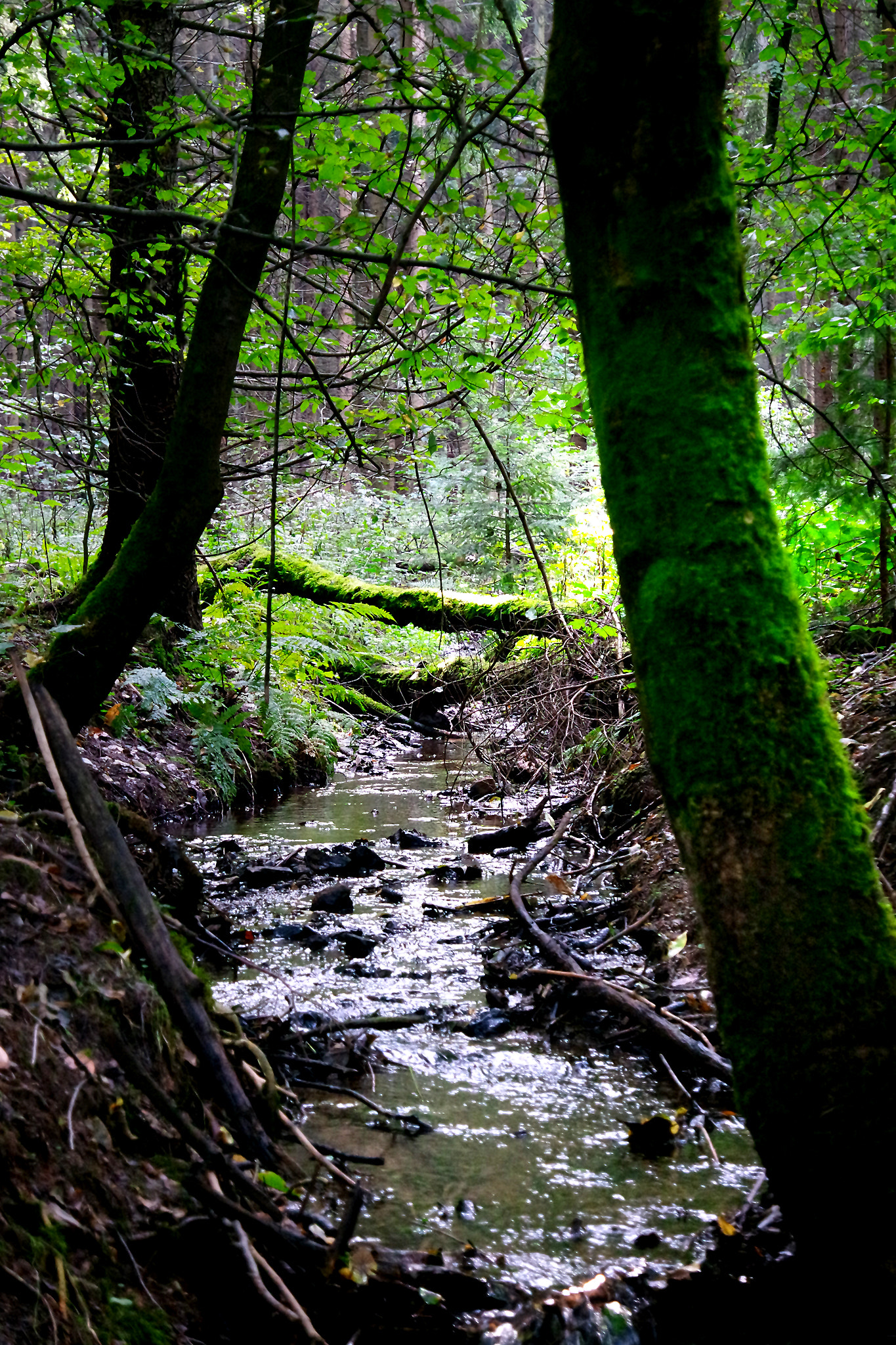 Samsung NX 16-50mm F3.5-5.6 Power Zoom ED OIS sample photo. In the forest photography