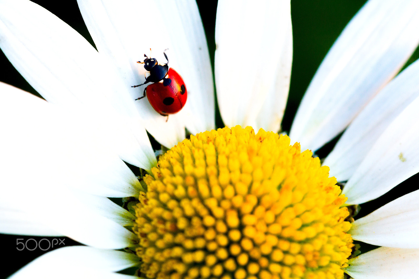 Canon EOS-1D Mark IV + Canon EF 100mm F2.8L Macro IS USM sample photo. Beetle ladybug and chamomile flower photography