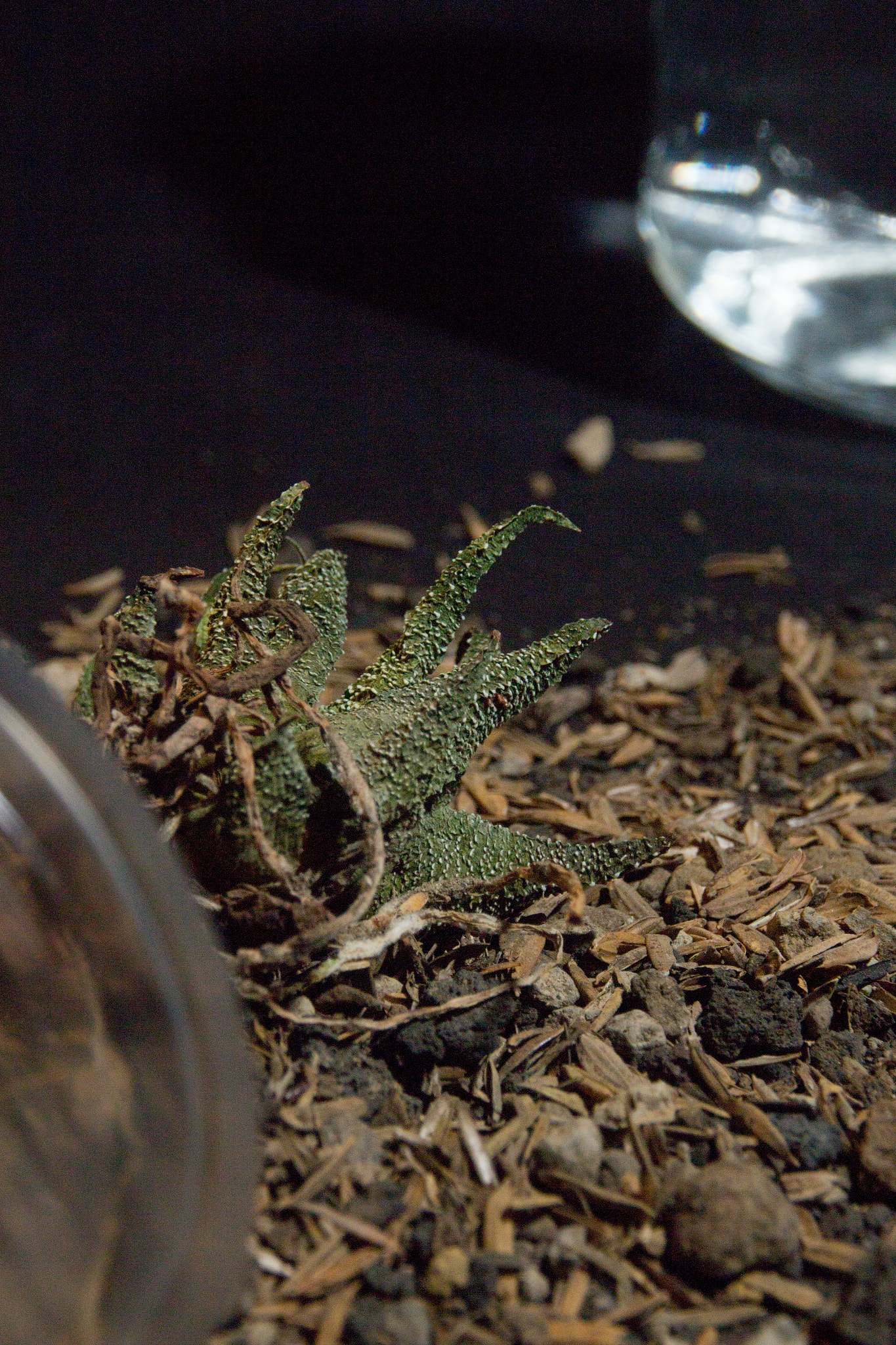 Canon EOS 1200D (EOS Rebel T5 / EOS Kiss X70 / EOS Hi) sample photo. The dead of the cactus photography