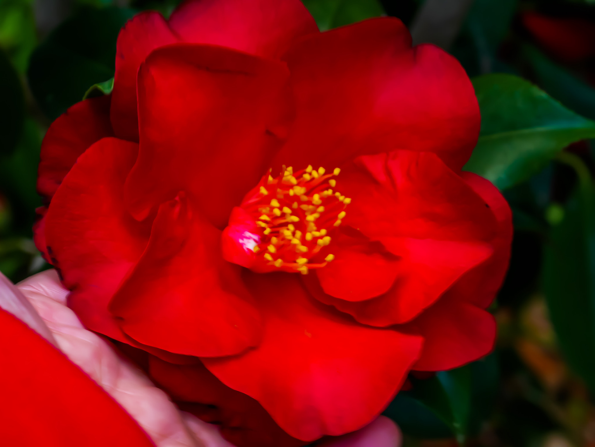 Panasonic DMC-GM1S sample photo. Things that makes you go mmmmmm - a red camellia photography