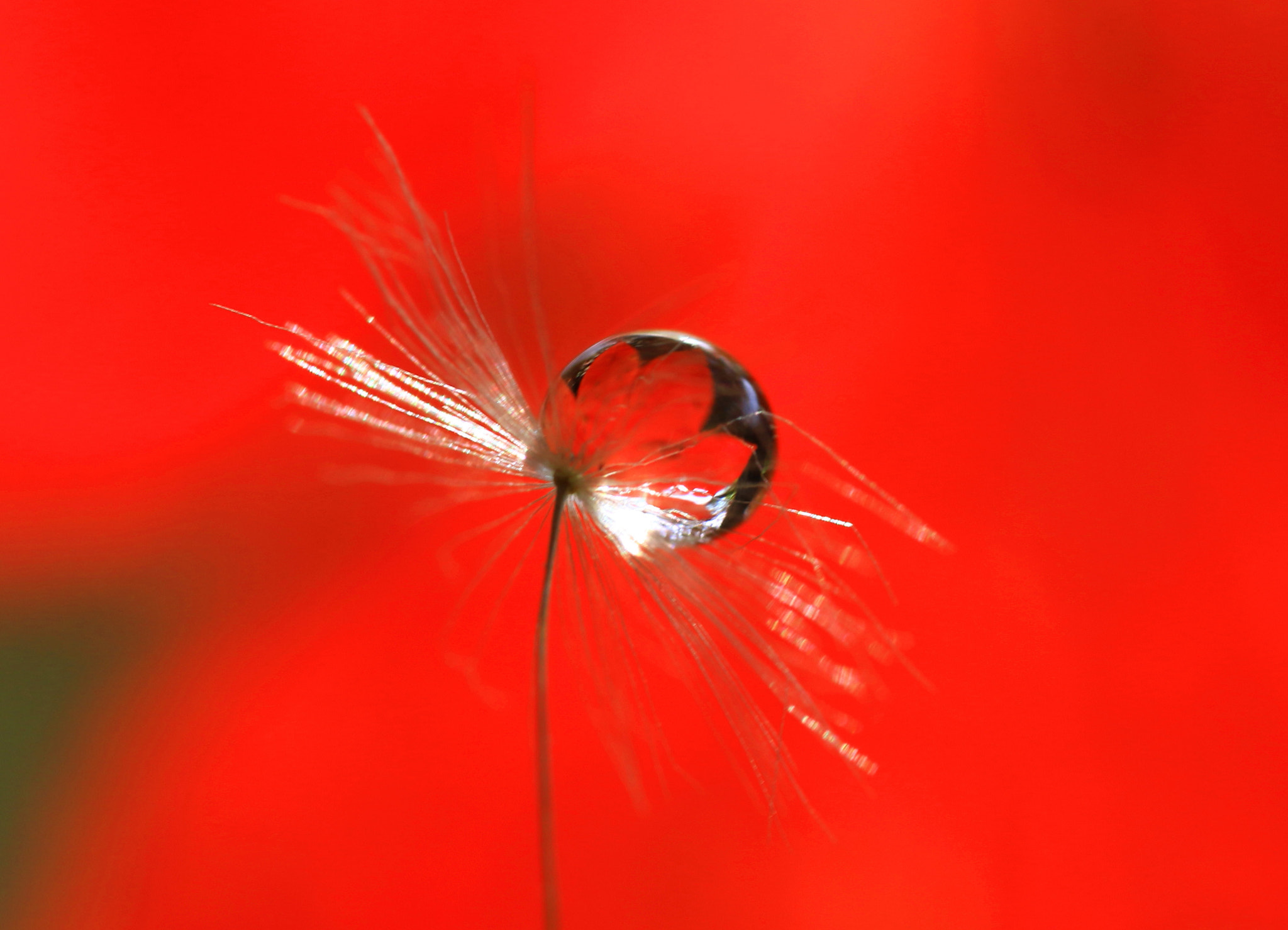 Canon MP-E 65mm F2.5 1-5x Macro Photo sample photo. Momiji photography