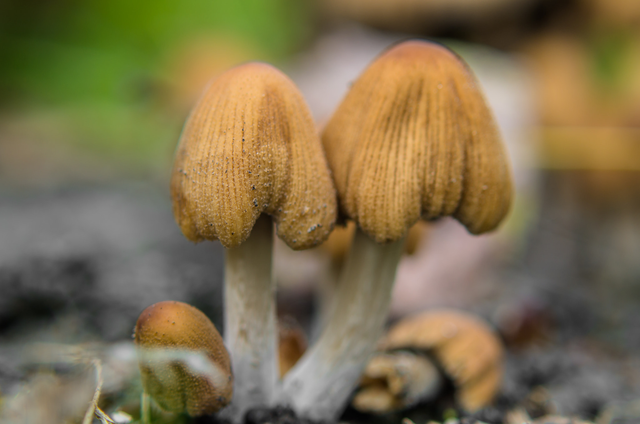 Tamron AF 70-300mm F4-5.6 LD Macro 1:2 sample photo. Together  photography