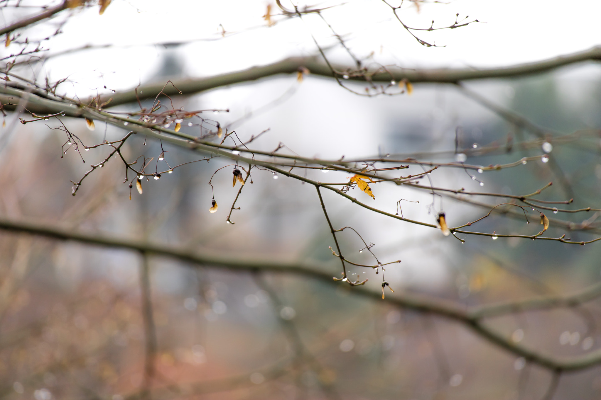 Canon EOS M3 sample photo. Autumn rain drops photography