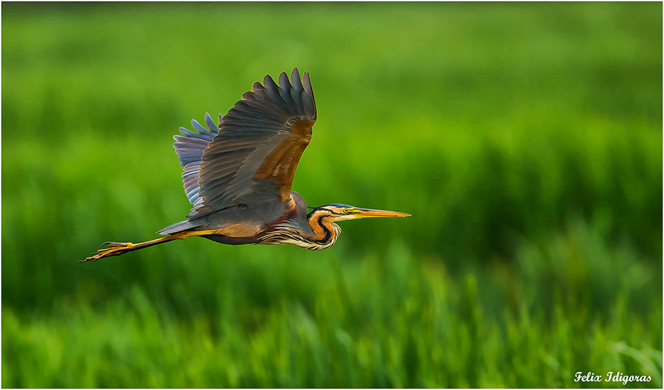 Canon EOS-1D X + Canon EF 500mm F4L IS USM sample photo. Buscando alimento photography
