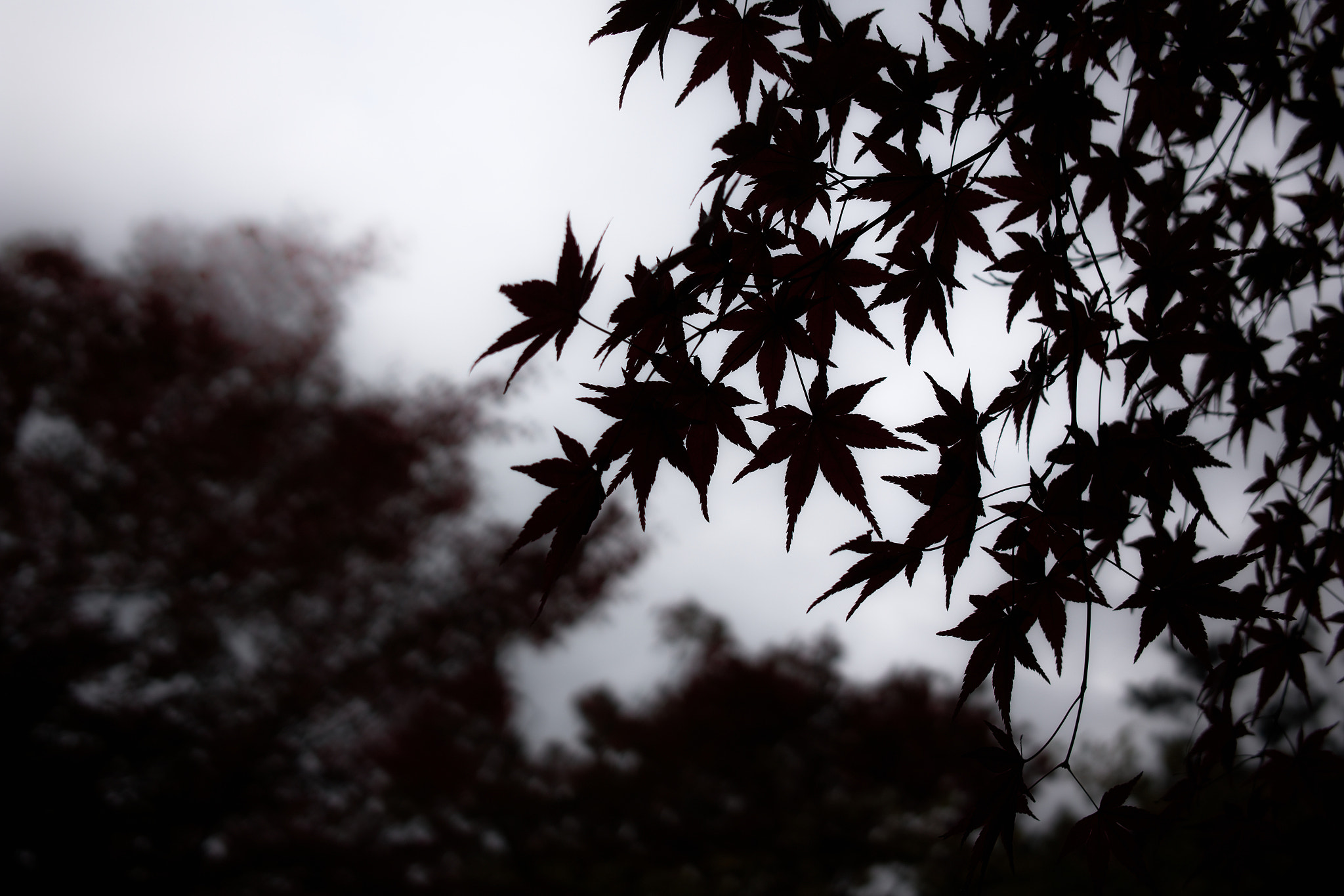 Sigma DP2x sample photo. Japanese autumn photography