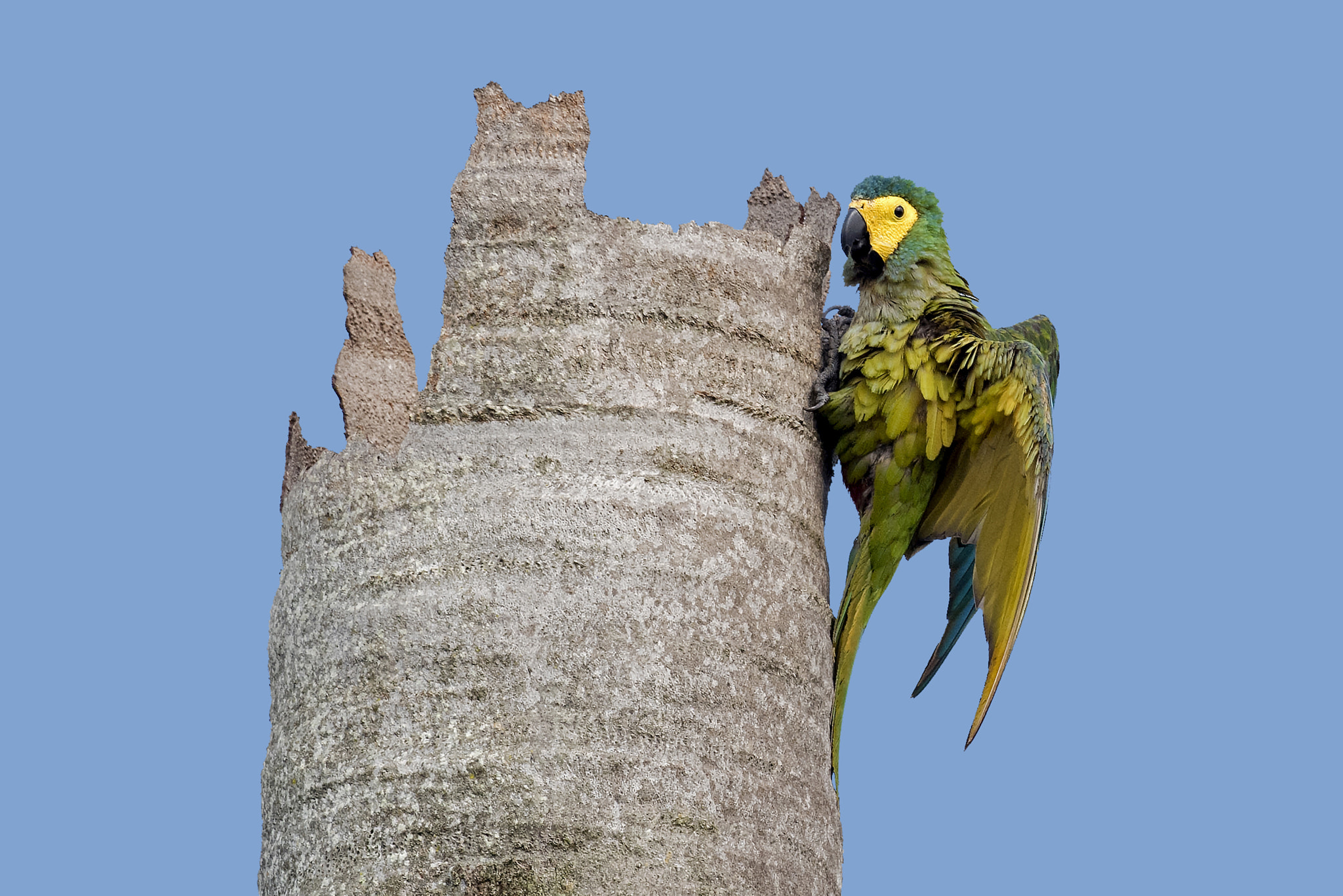 Nikon AF-S Nikkor 800mm F5.6E FL ED VR sample photo. Red-bellied macaw photography